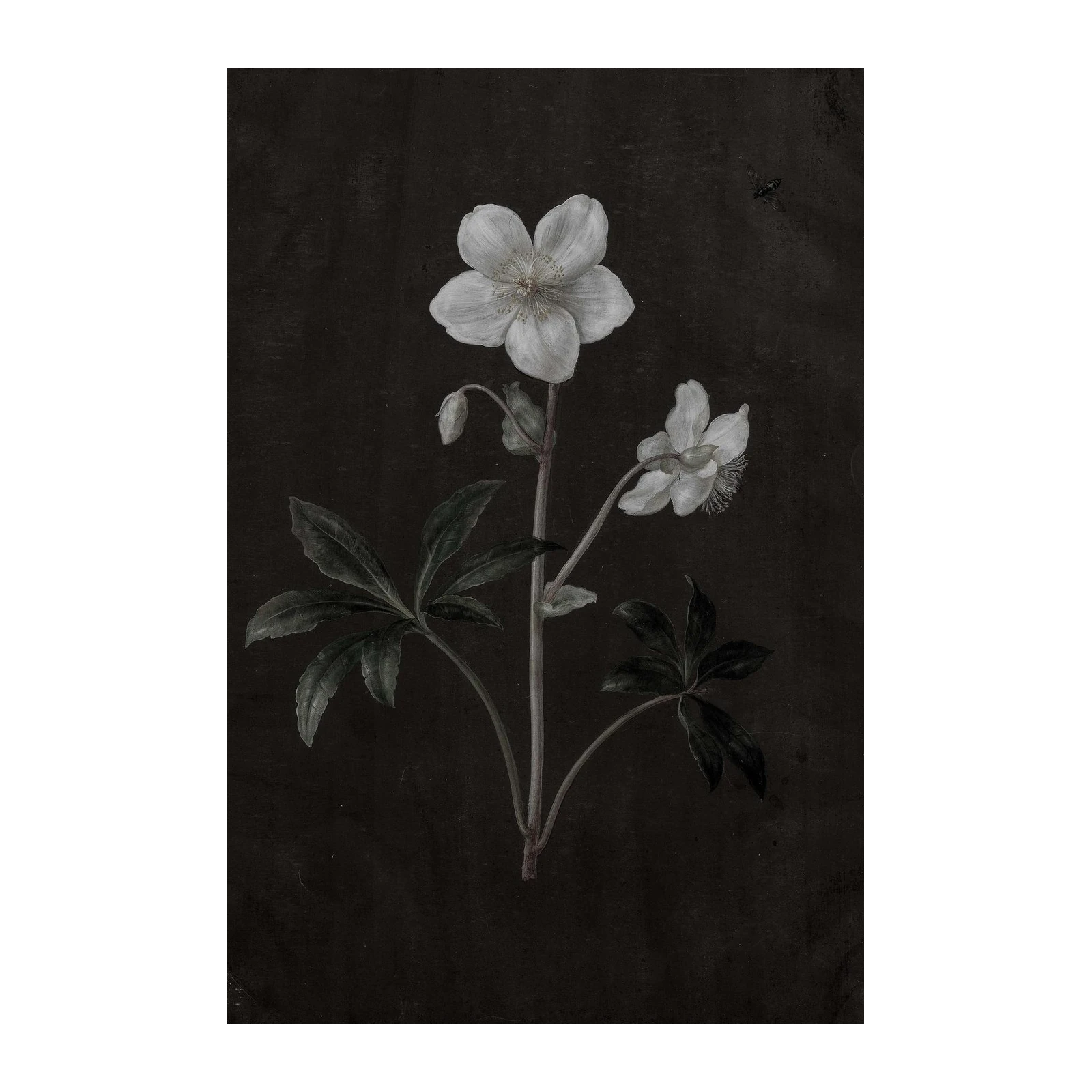 Botanical Elegance White Flower Wall Art