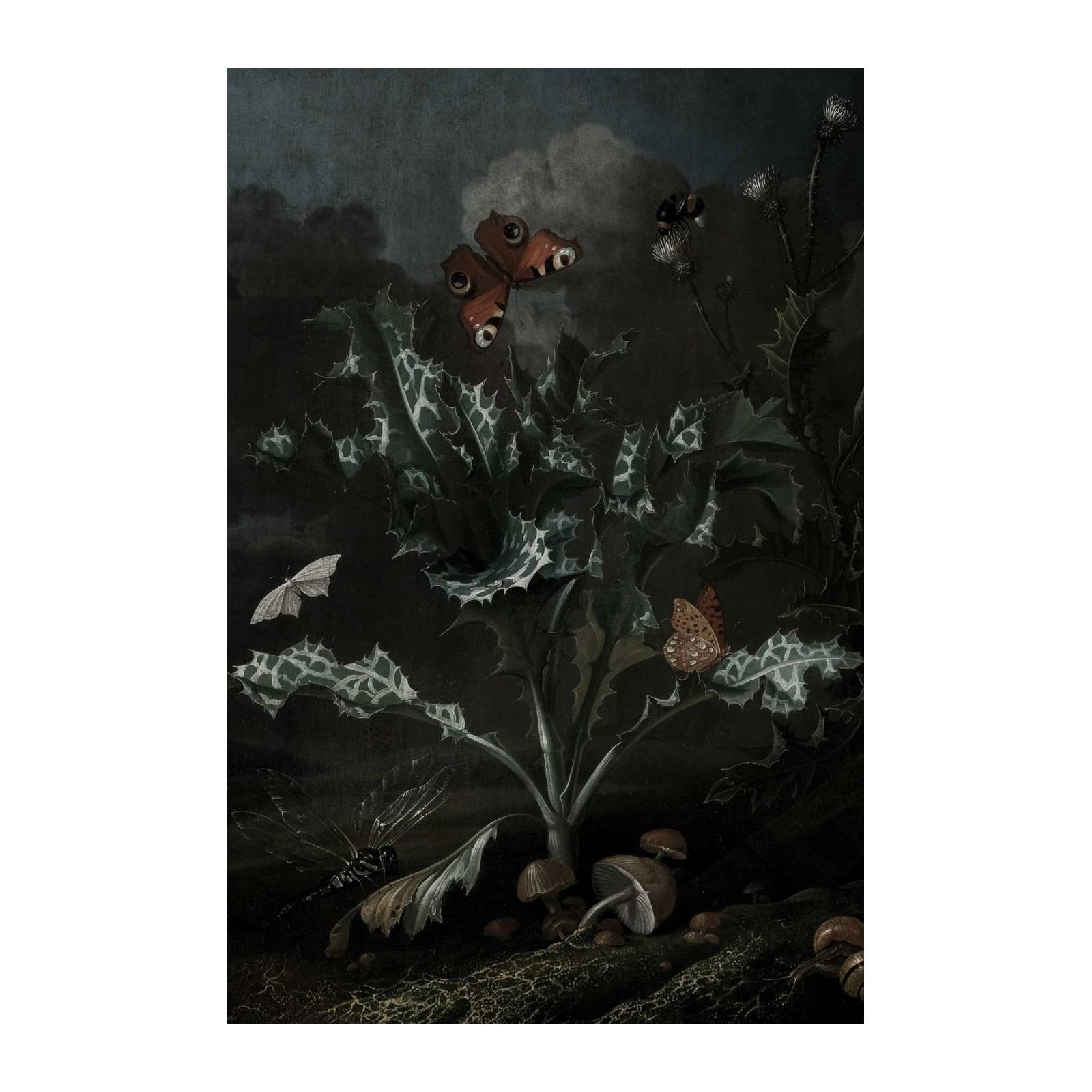 Dark Nature Still Life Butterflies Wall Art