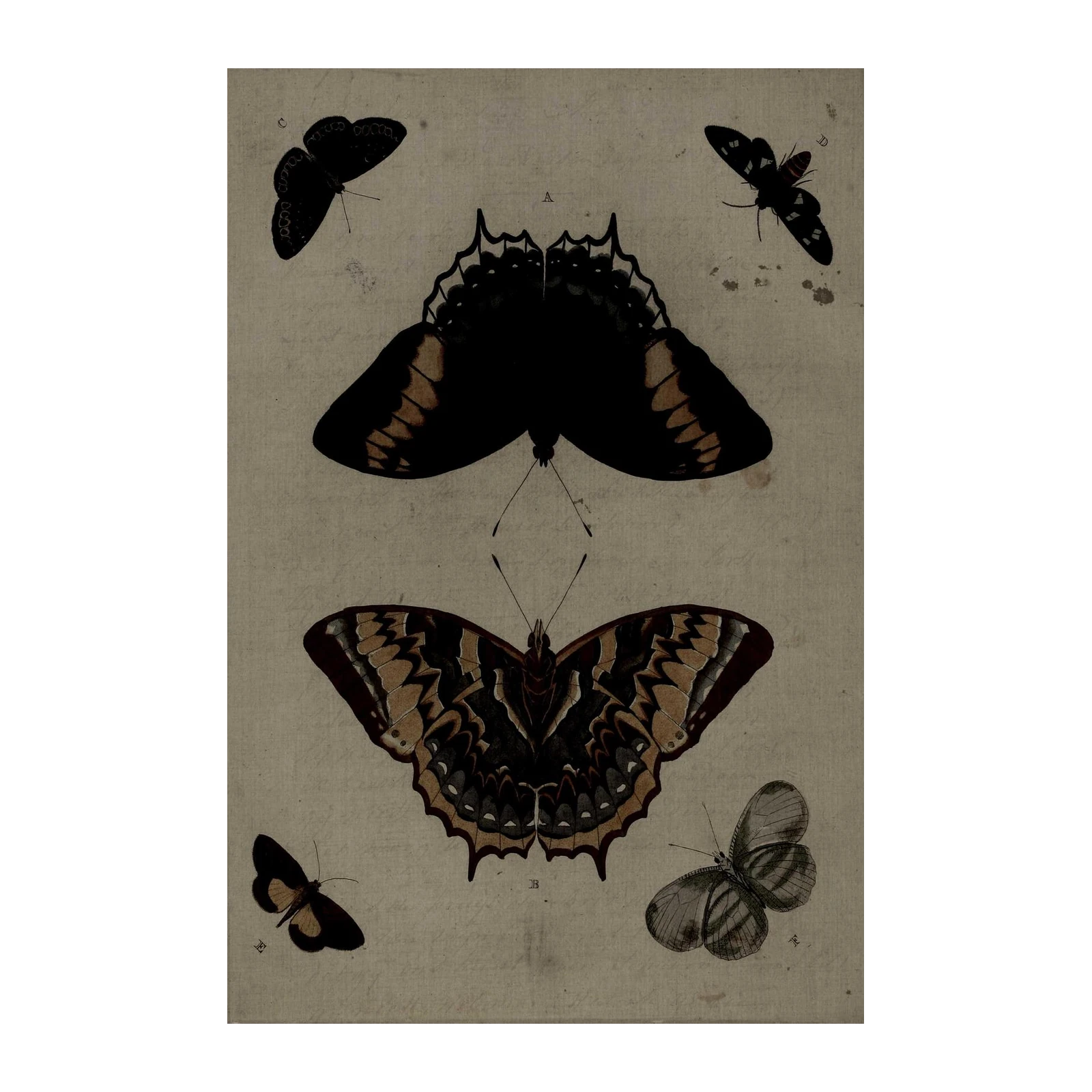 Vintage Butterfly Collection Wall Art