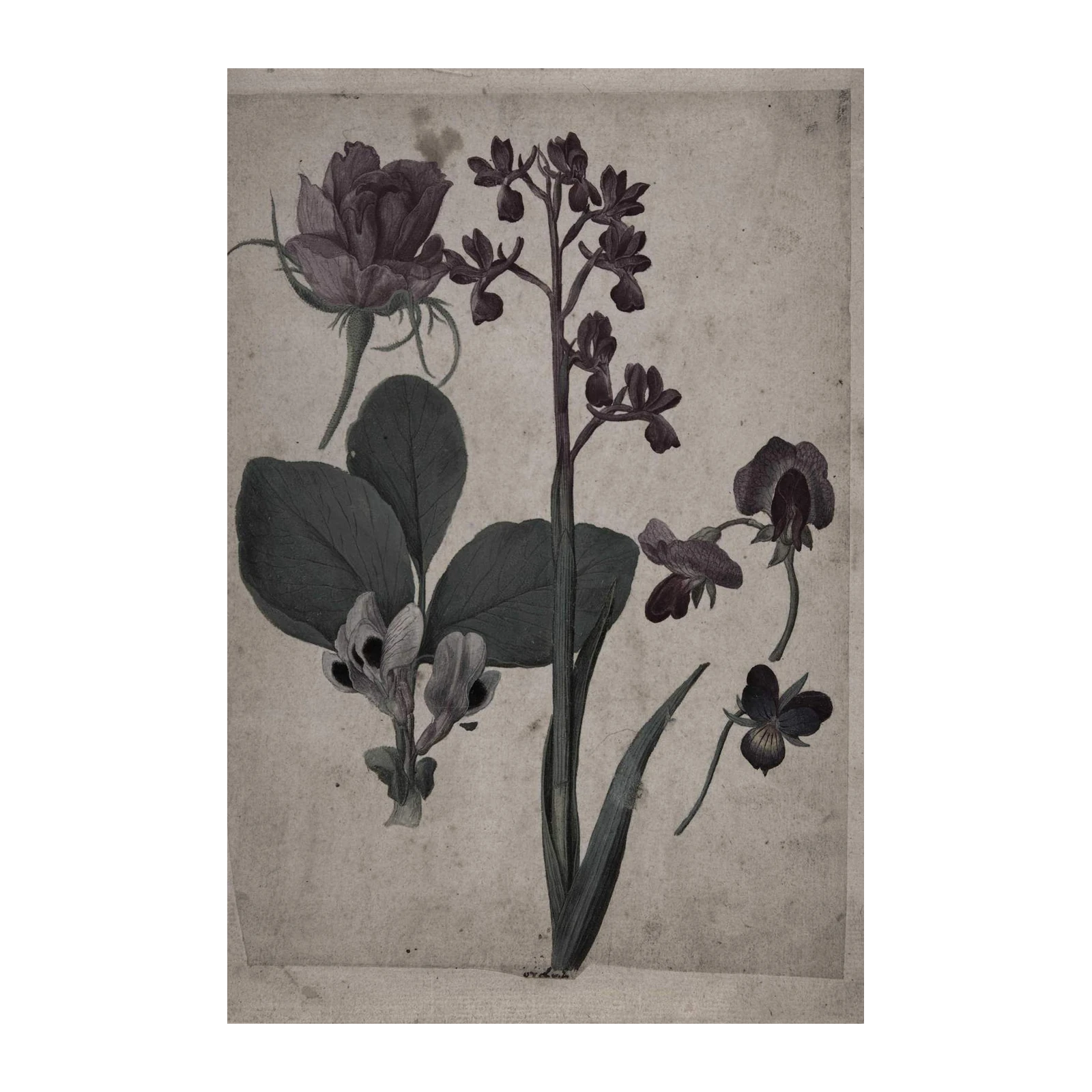 Vintage Botanical Rose & Orchid Wall Art