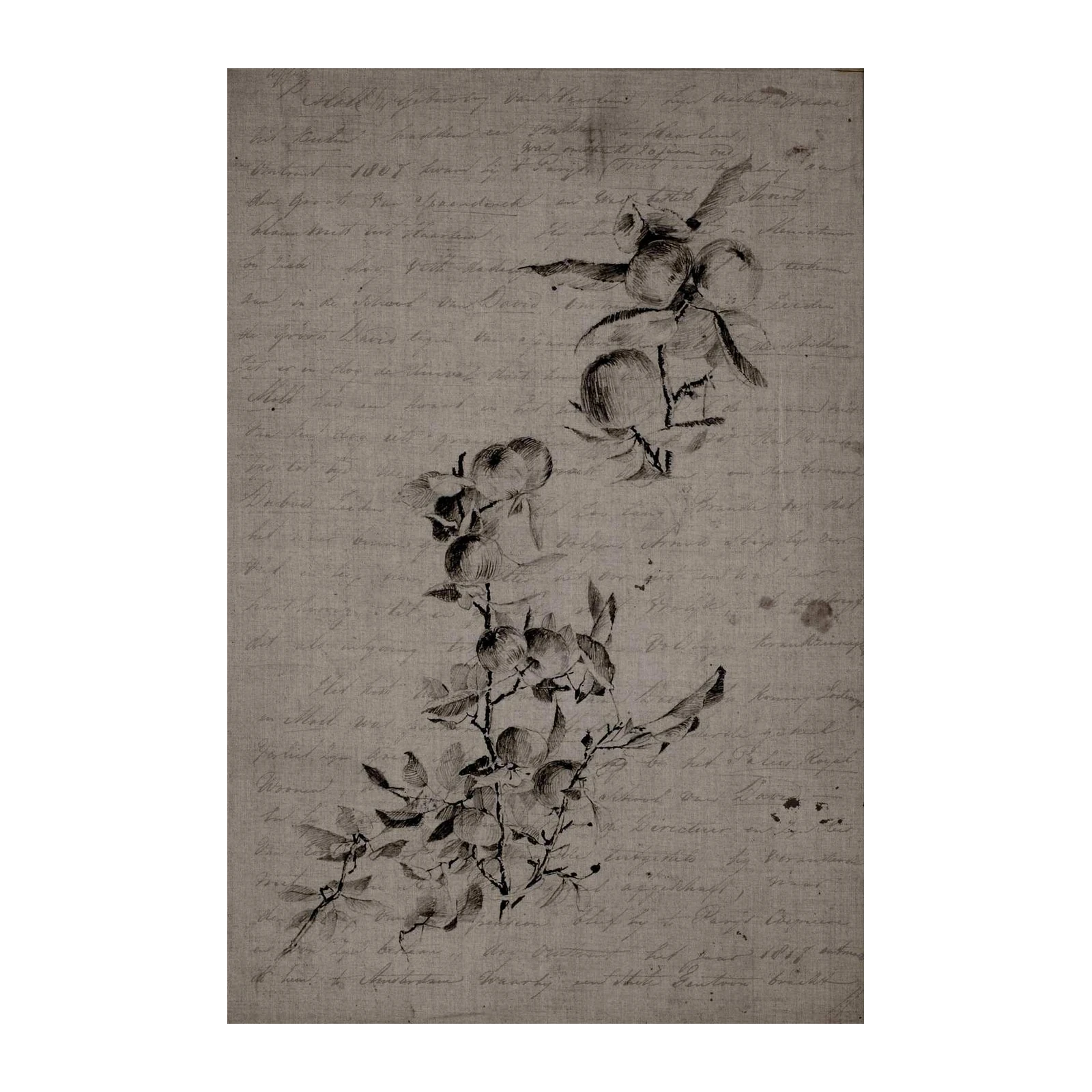 Vintage Botanical Sketch Apple Branch Wall Art