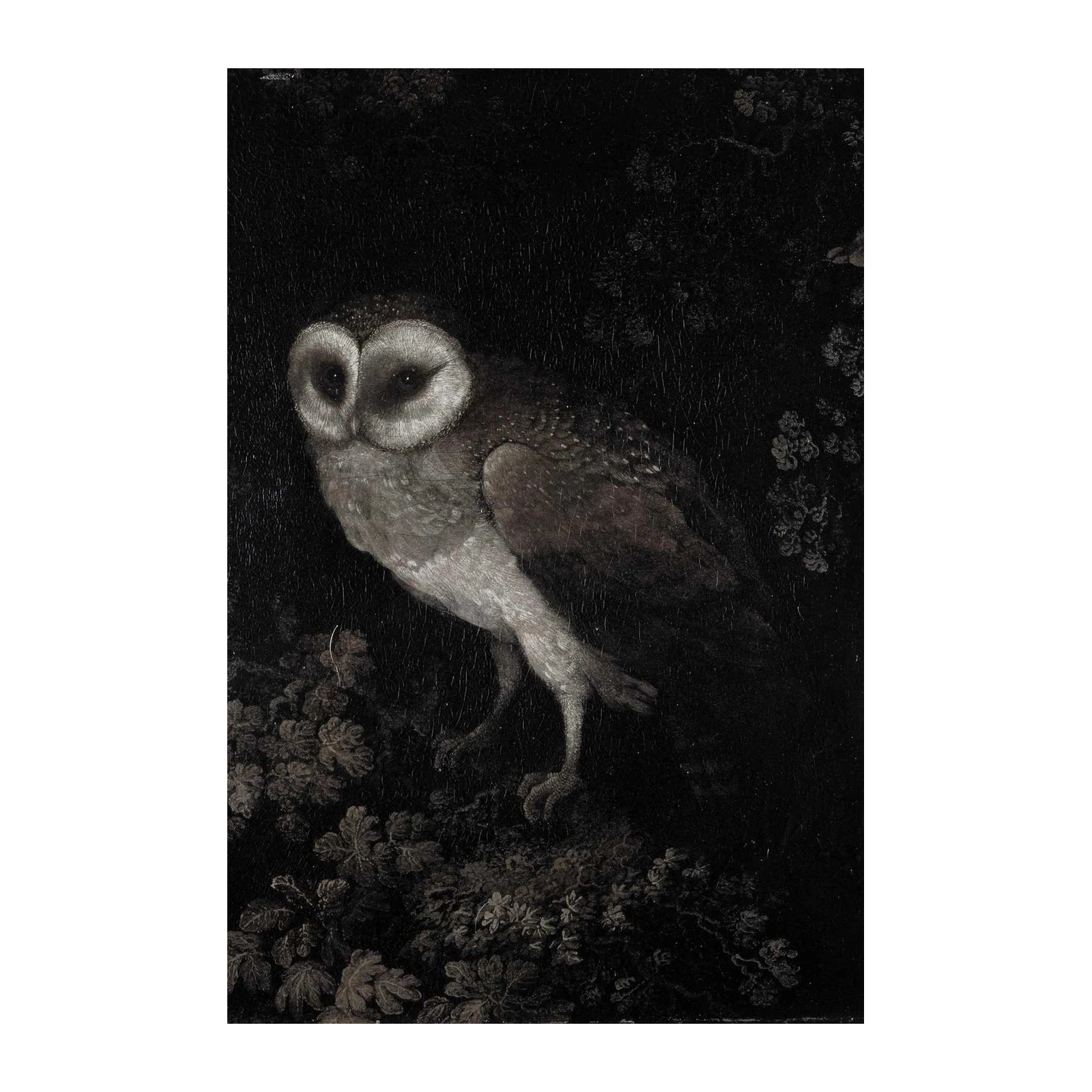 Gothic Barn Owl Mystique Wall Art