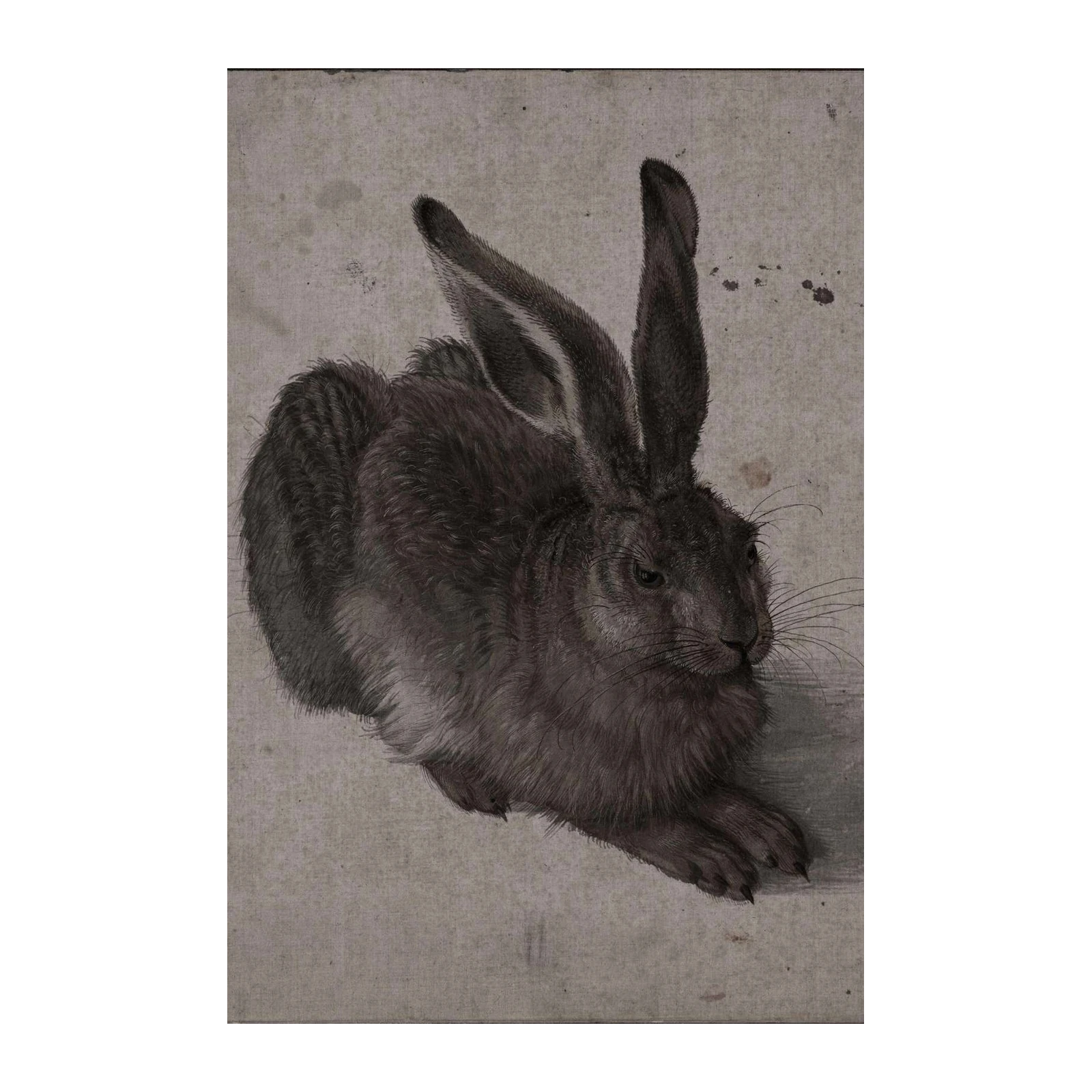 Detailed Hare Study Vintage Animal Wall Art
