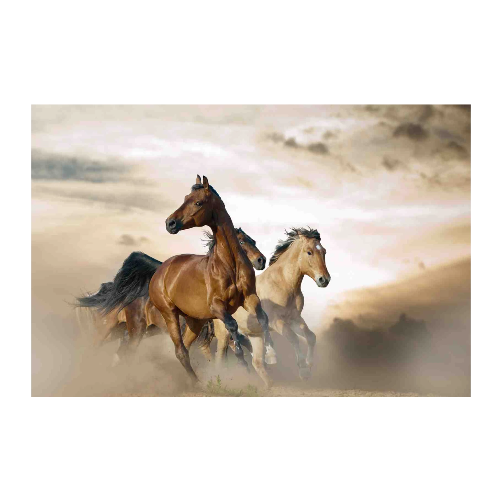 Majestic Horses Galloping Desert Wall Art