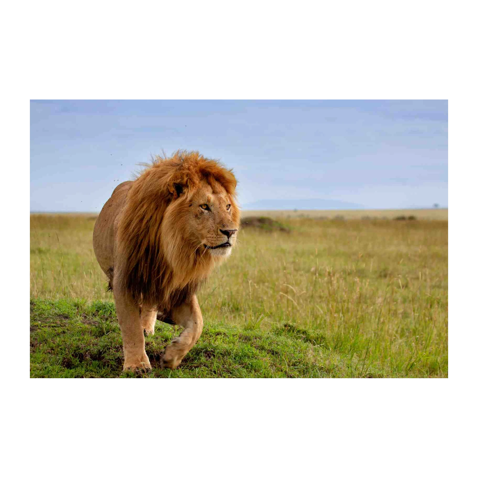 Majestic Lion Safari African Plains Wall Art