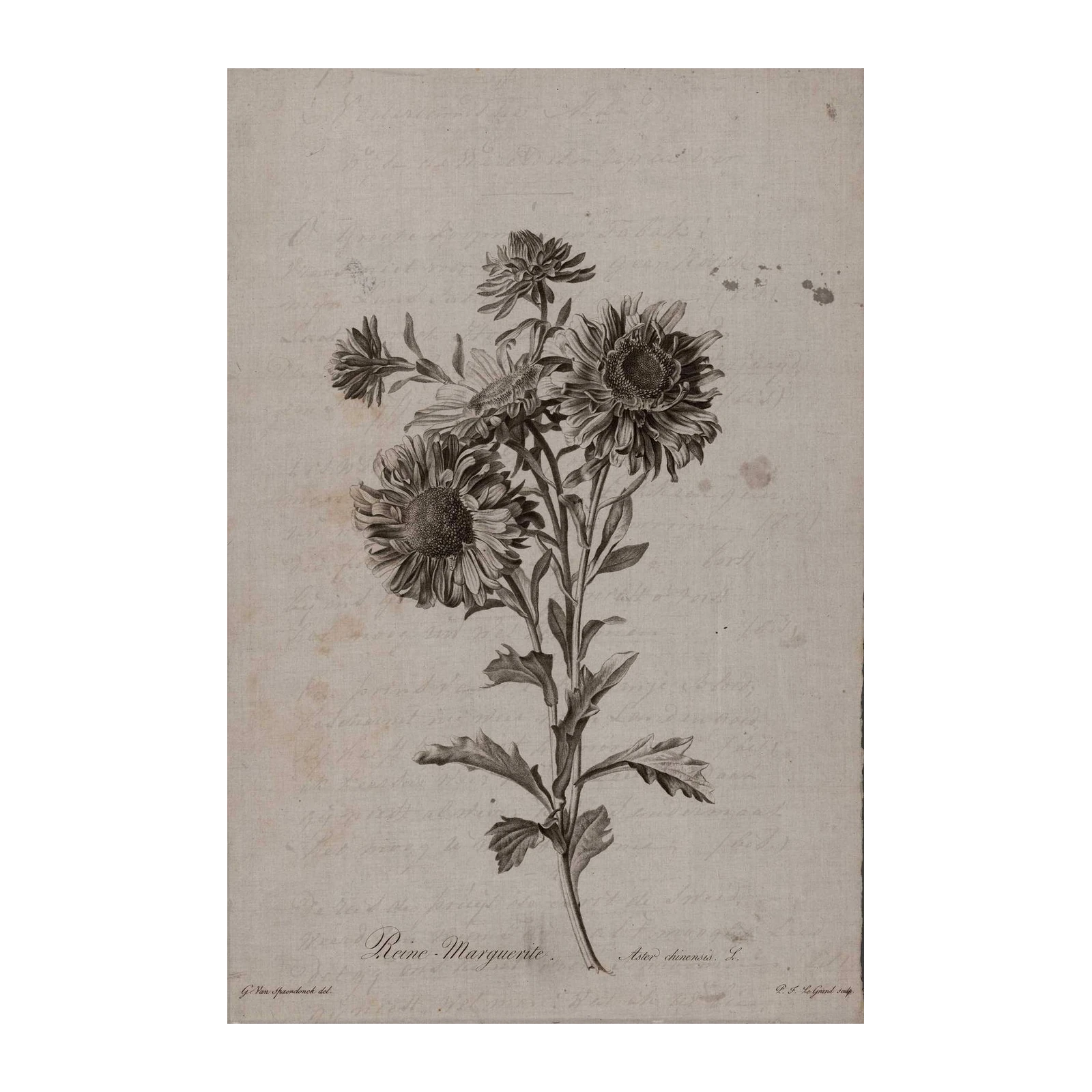 Vintage Aster "Reine Marguerite" Floral Wall Art