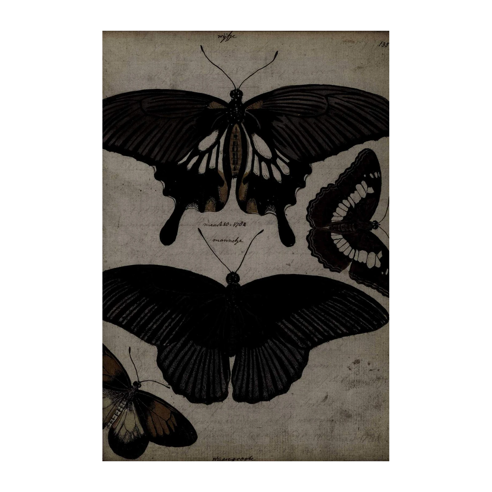 Vintage Butterfly Studies Wall Art