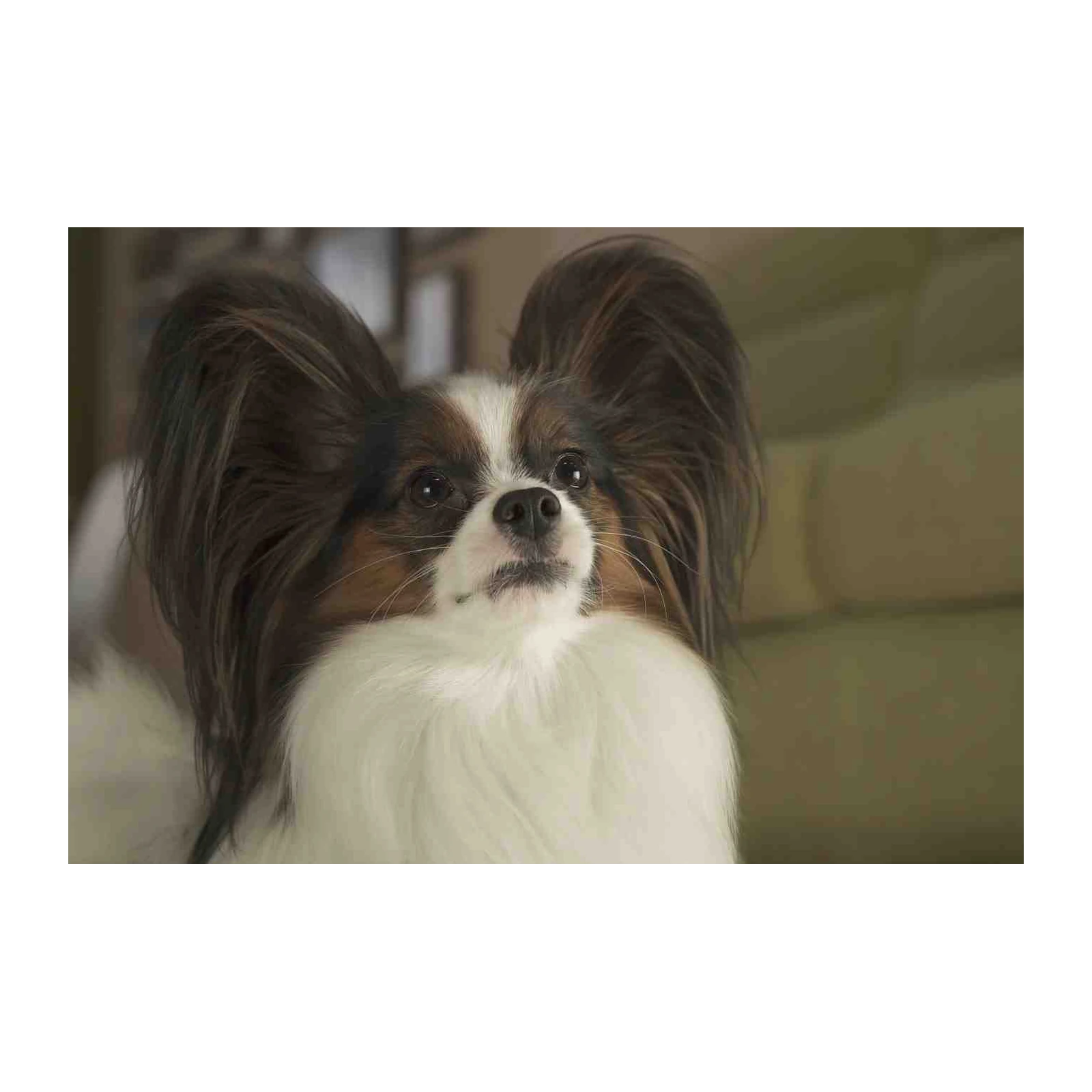 Adorable Papillon Dog Portrait Wall Art