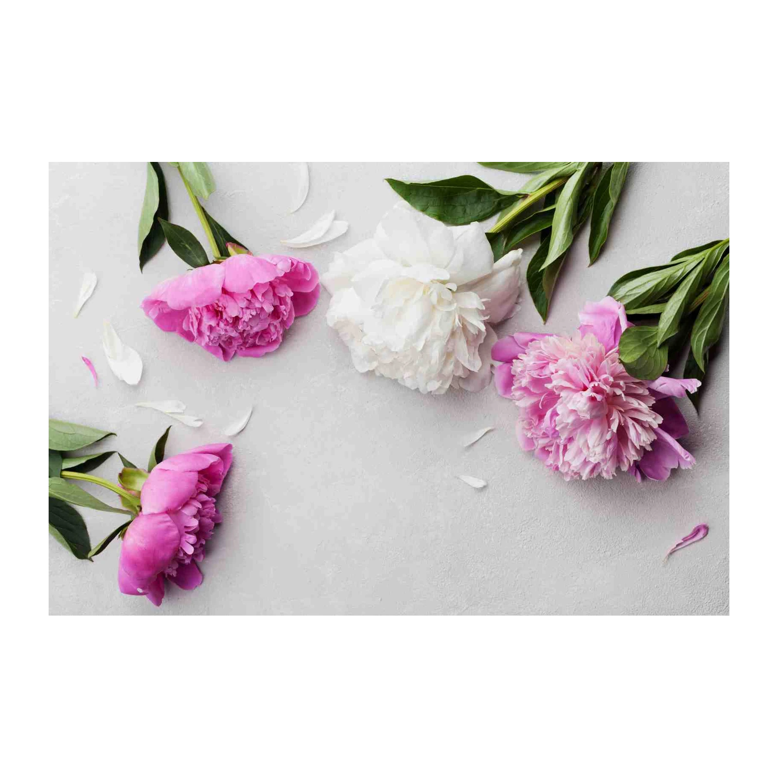 Elegant Pink & White Peonies Wall Art