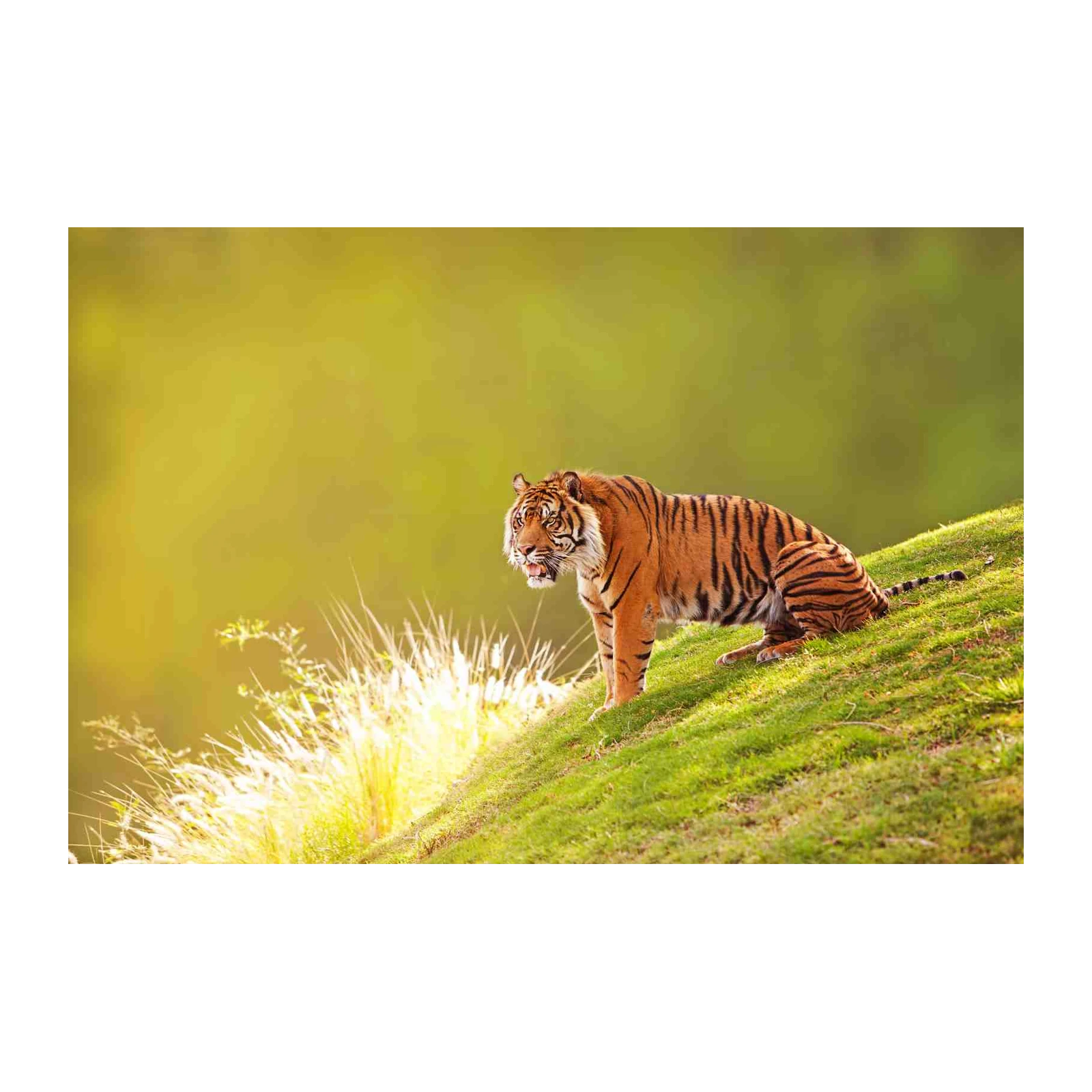 Majestic Tiger on Hillside Wall Art