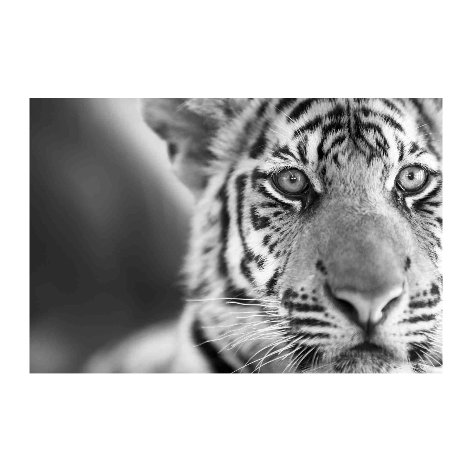 Majestic Tiger Eye BW Wall Art