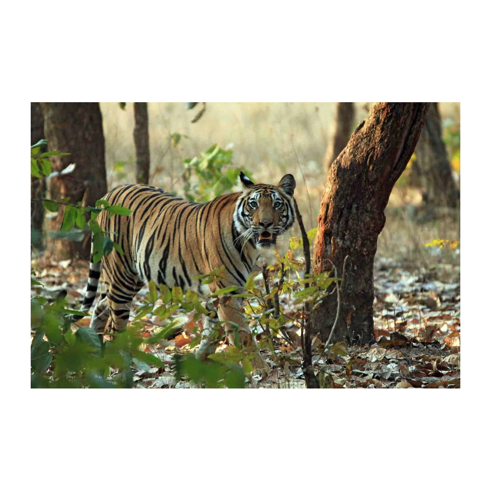 Majestic Tiger Gaze Wildlife Wall Art