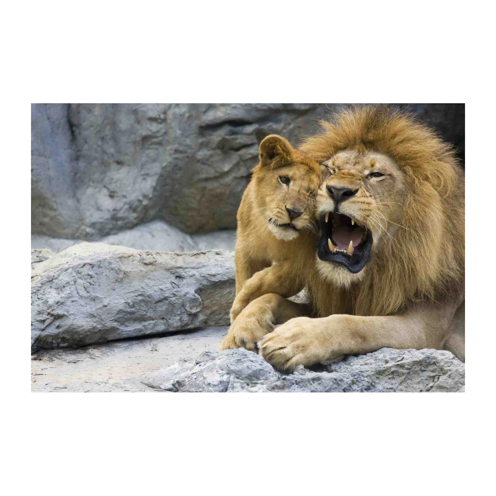 Majestic Lion Duo Wall Art