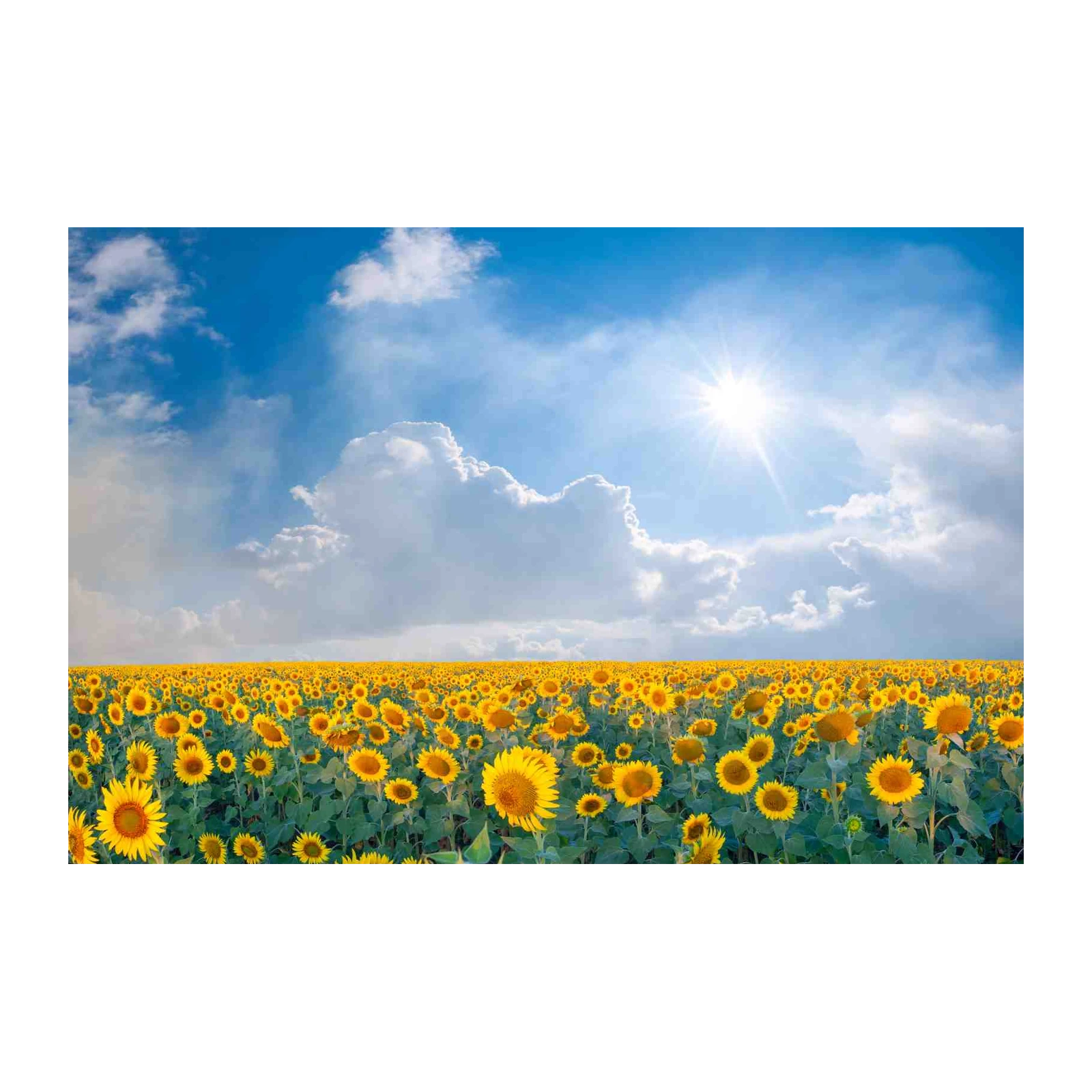 Vibrant Sunflower Field Wall Art