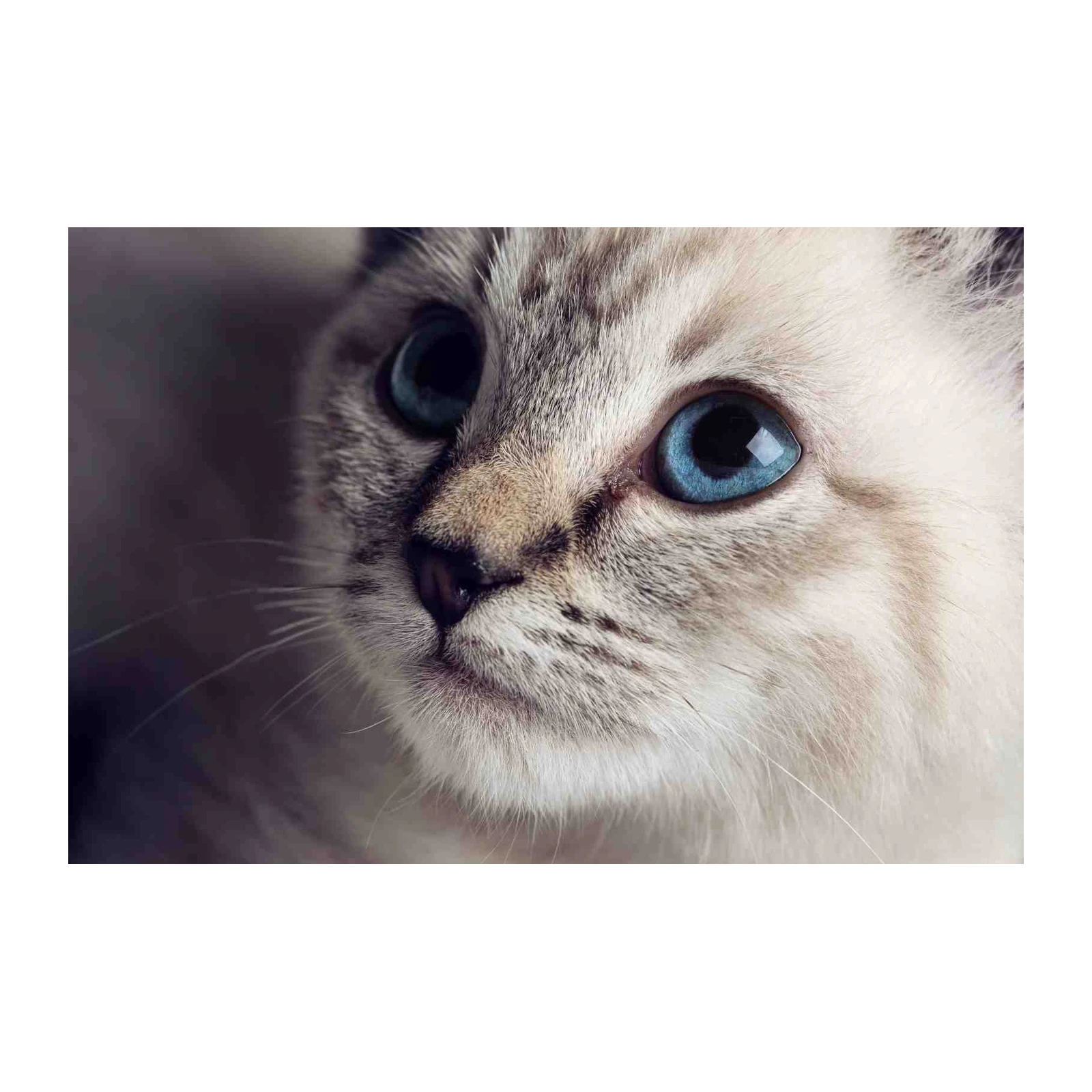 Captivating Blue Eyed Siamese Cat Wall Art