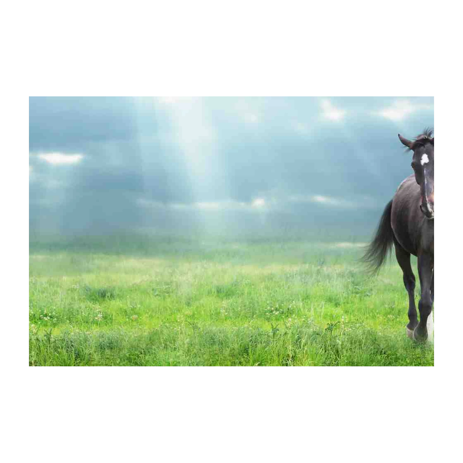 Majestic Black Horse Field Wall Art