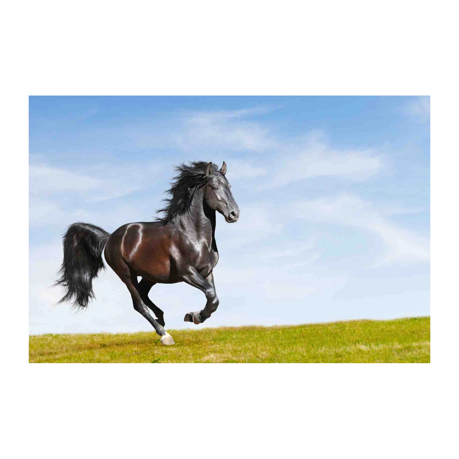 Majestic Black Stallion Galloping Wall Art
