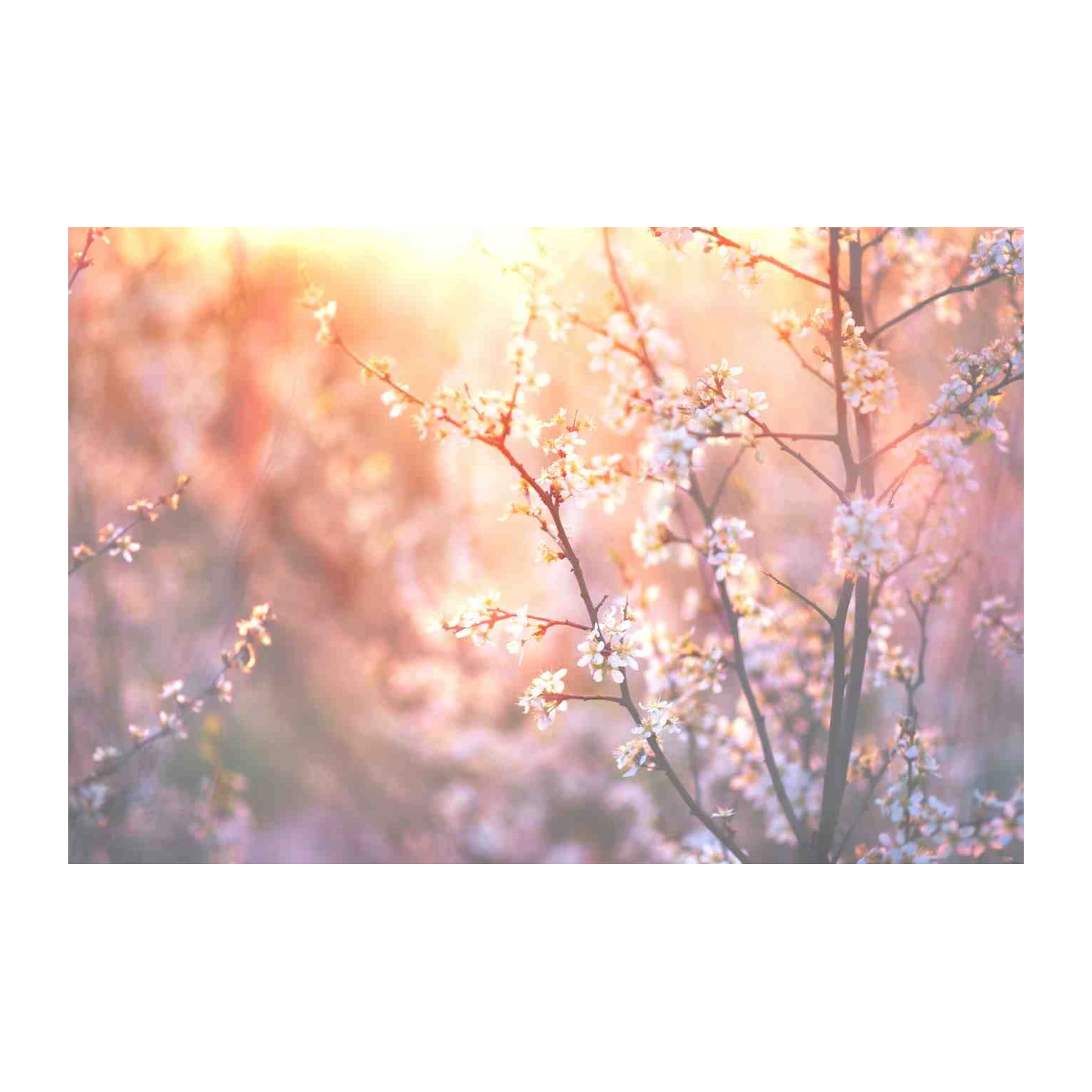 Soft Blossom Sunrise Nature Wall Art