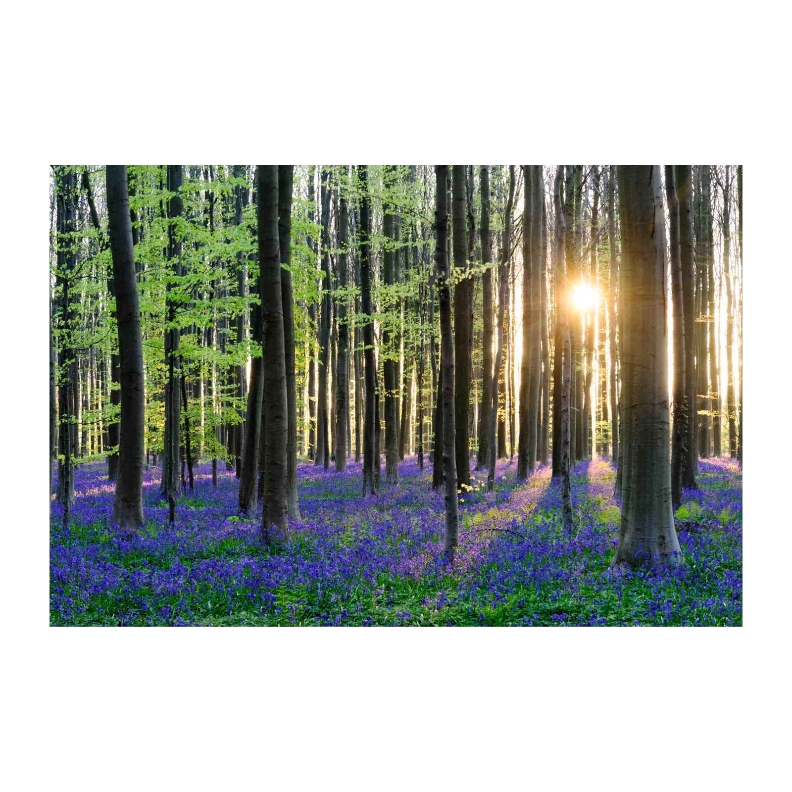 Enchanting Bluebell Forest Wall Art Wall Art