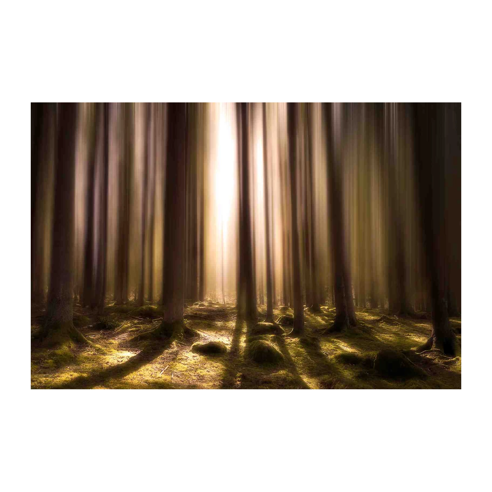 Mystic Forest Light Wall Art