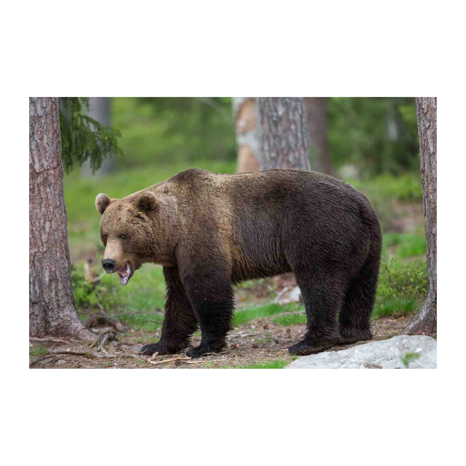 Majestic Brown Bear Forest Wildlife Wall Art