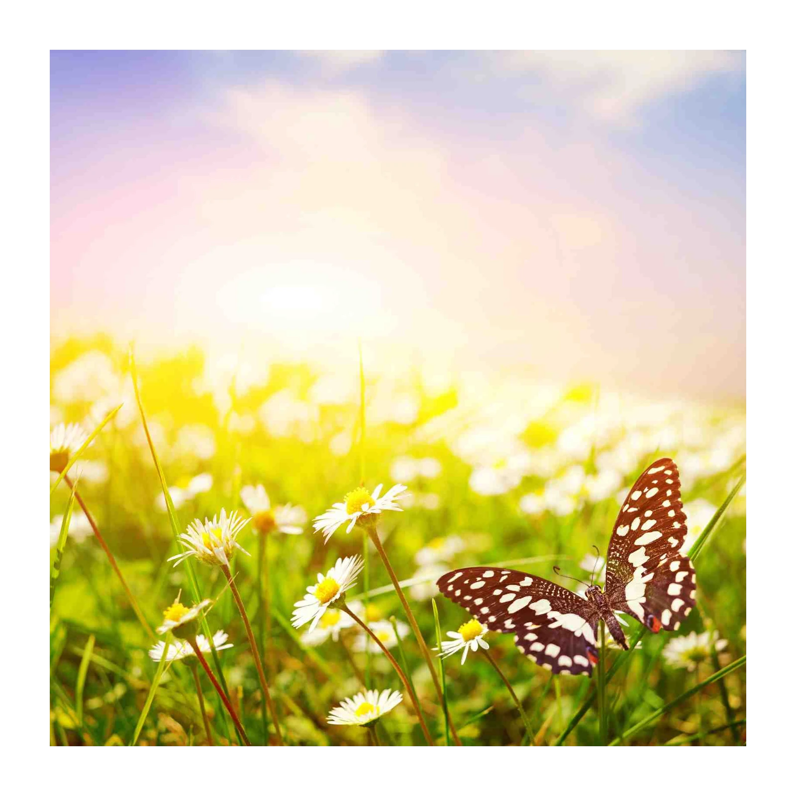 Butterfly & Daisy Meadow Serenity Wall Art