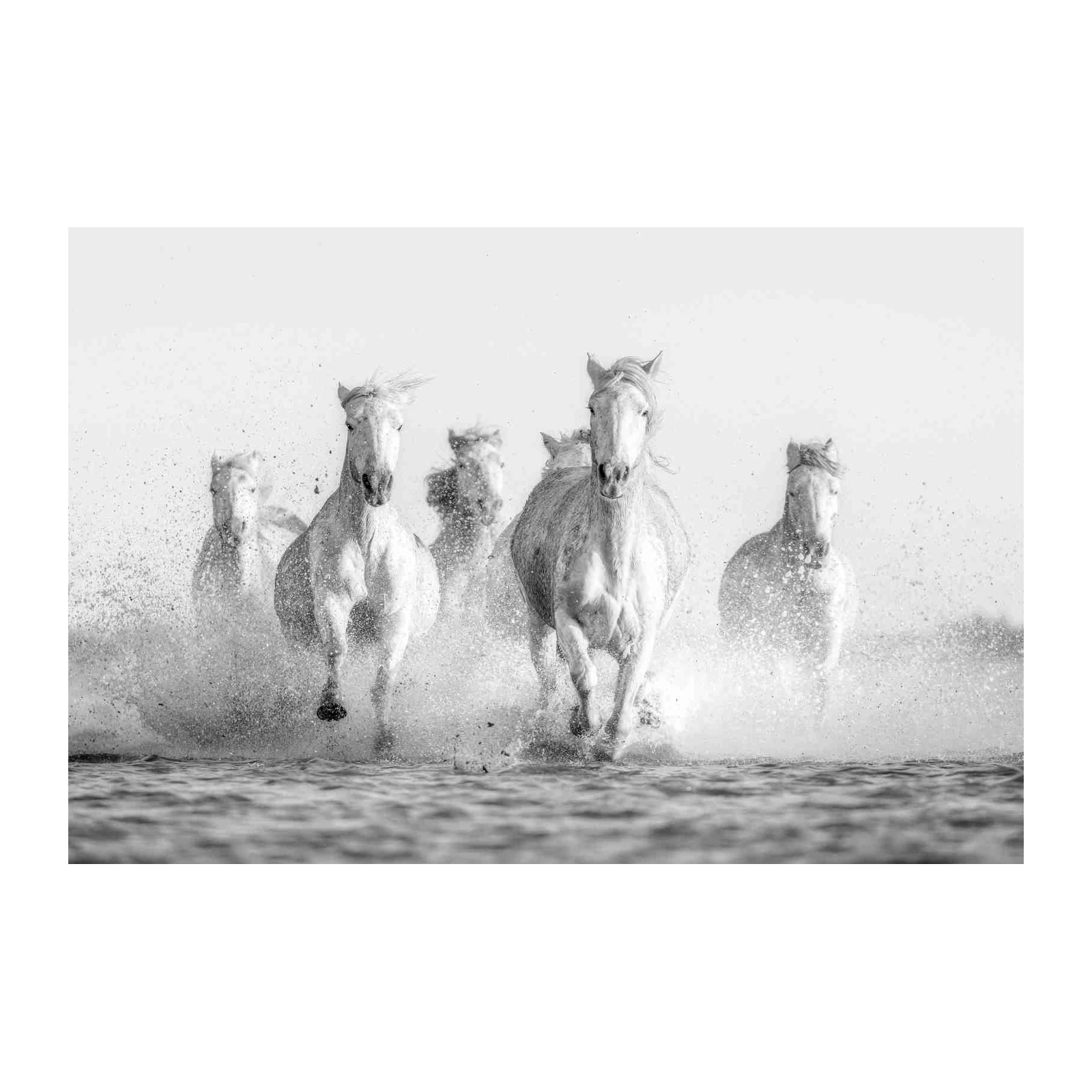 Majestic White Horses Gallop Wall Art