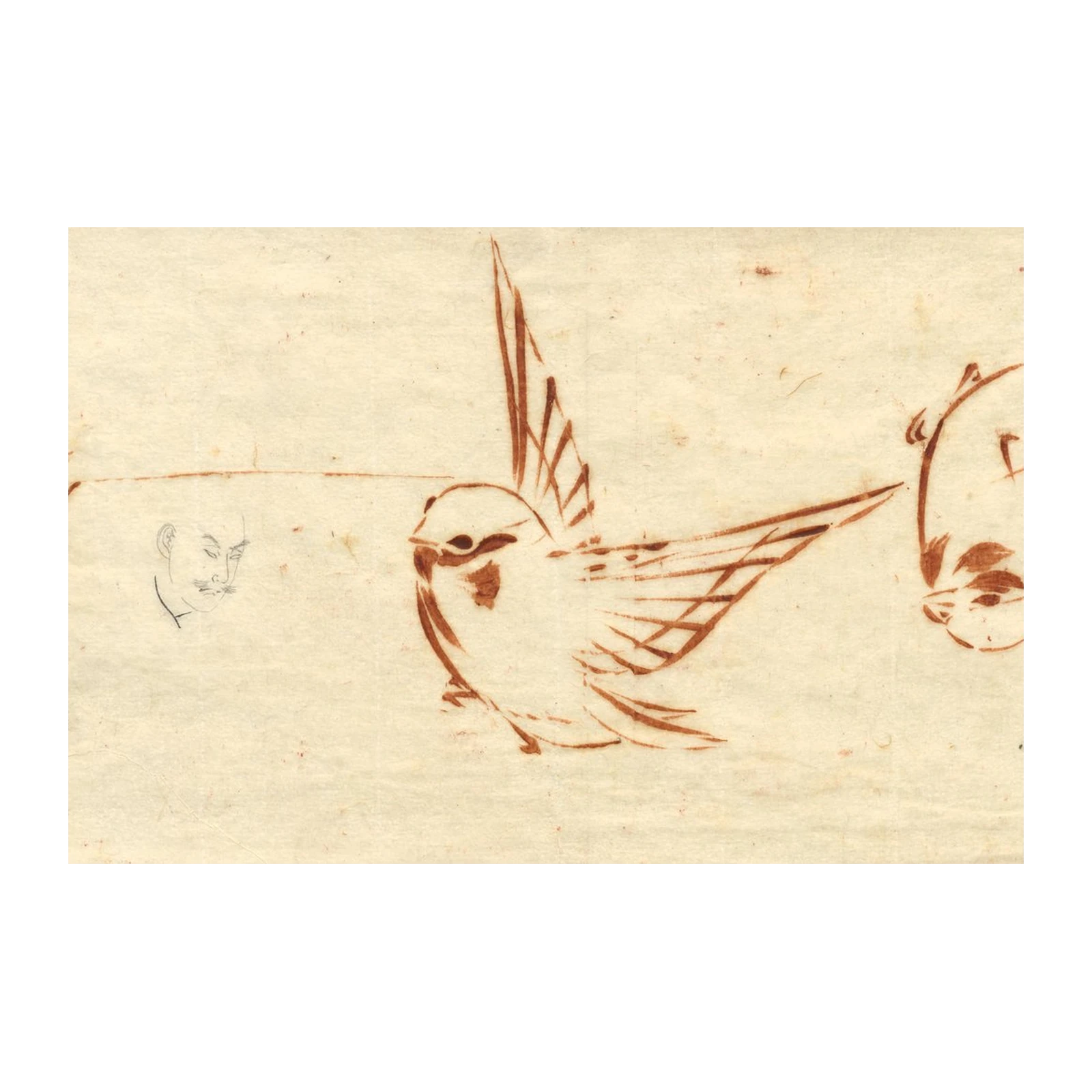 Vintage Bird & Spider Sketch Wall Art