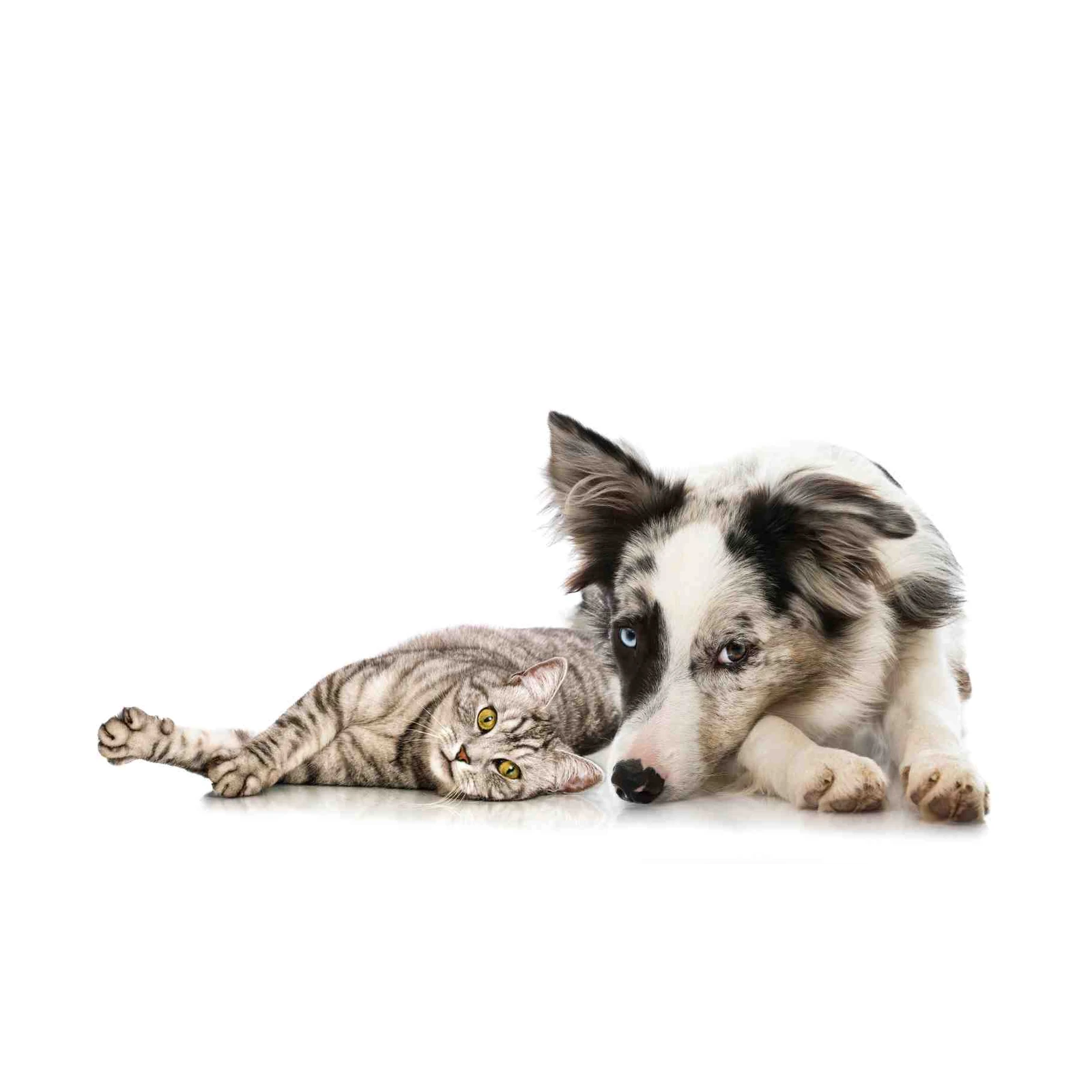 Loyal Companions: Dog & Cat Best Friends Wall Art