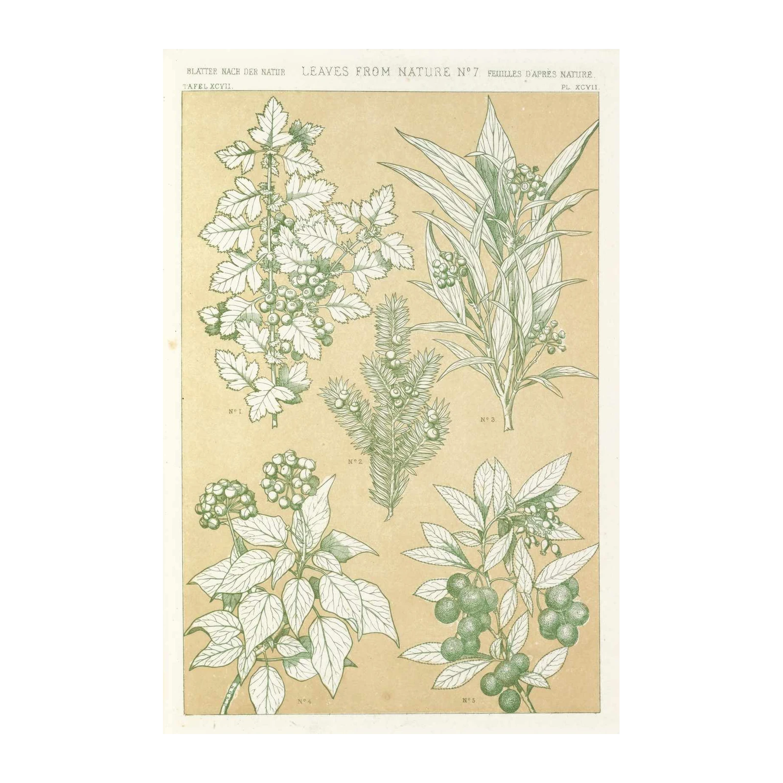 Botanical Berry & Leaf Vintage Botanical Wall Art