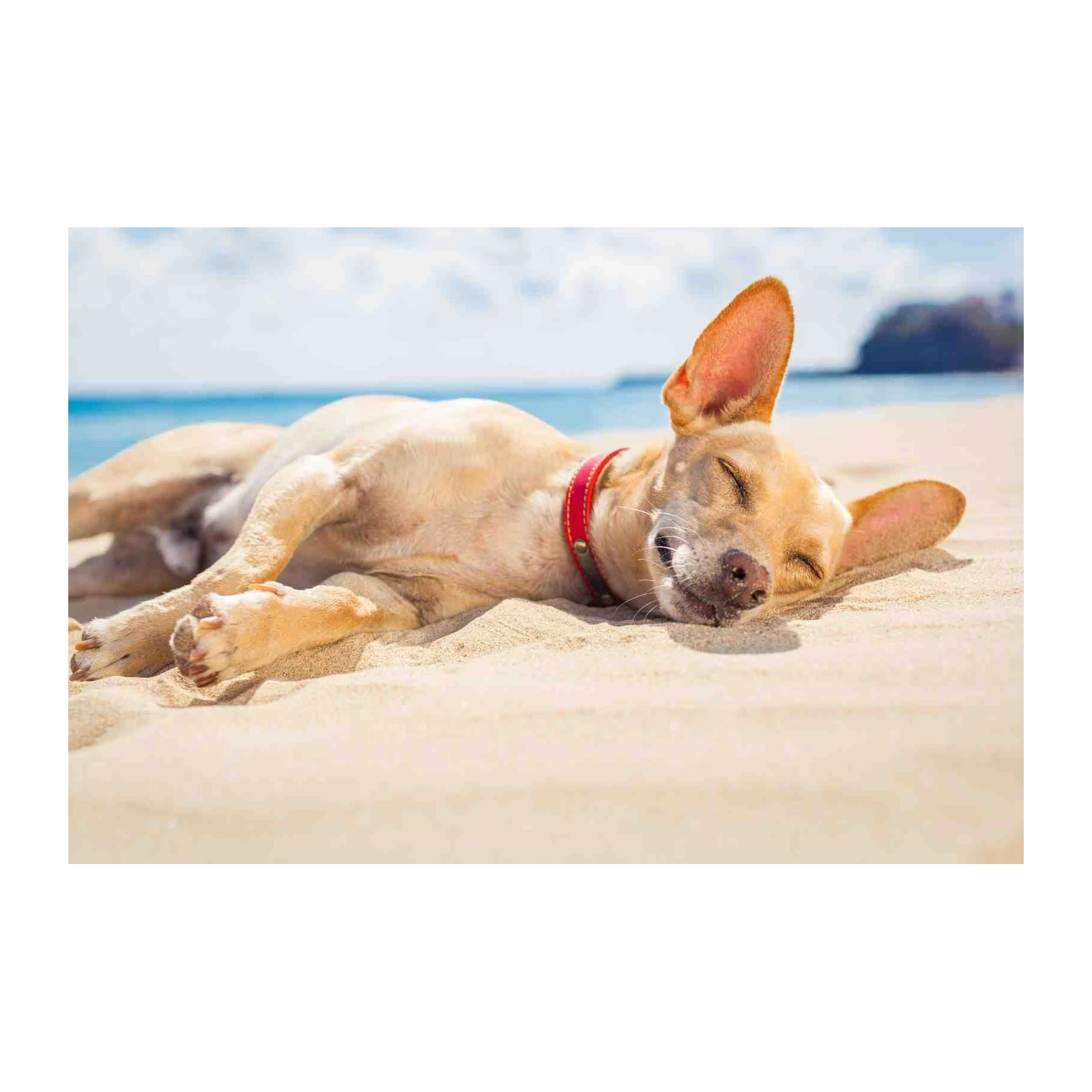 Relaxing Beach Dog Nap Wall Art