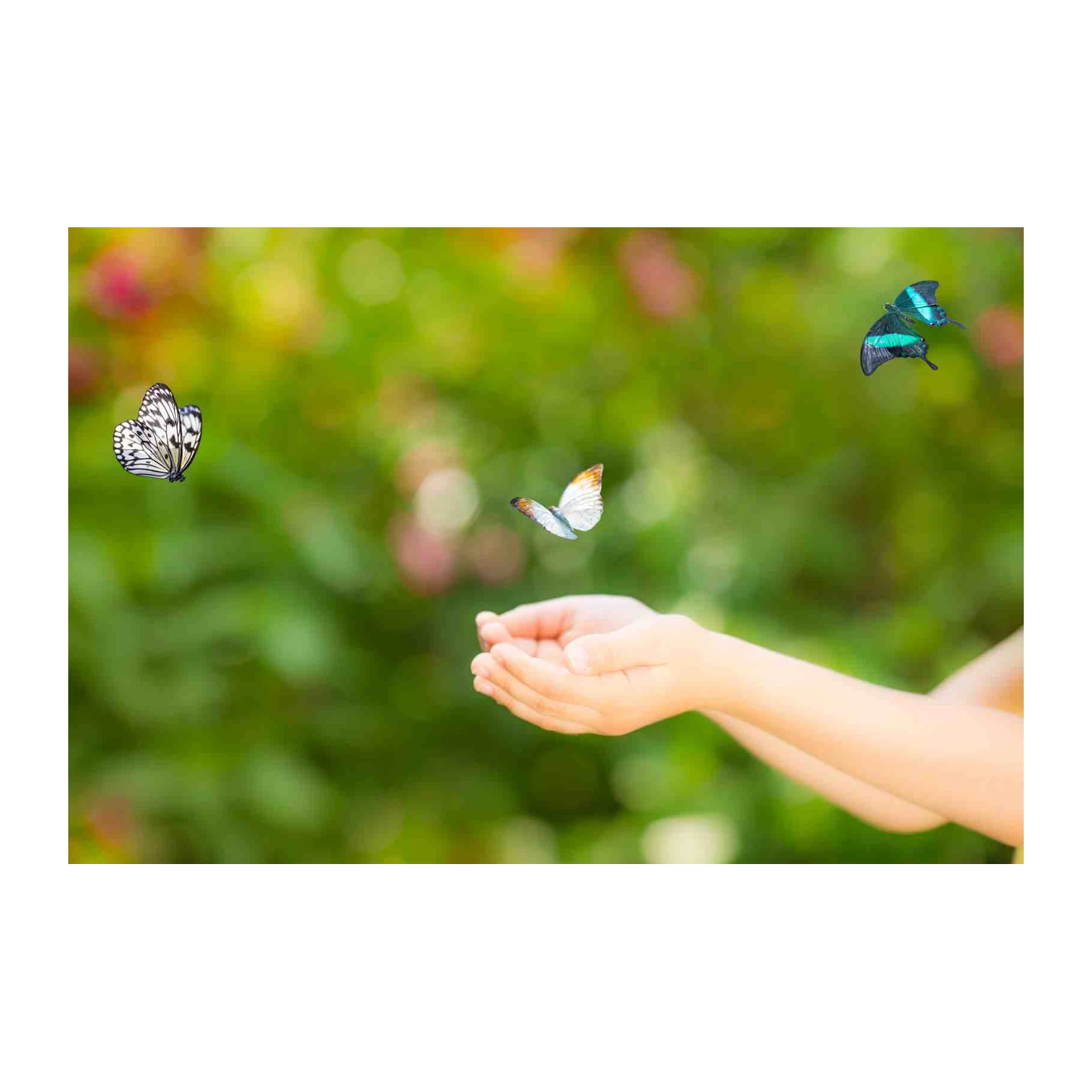 Graceful Butterflies Released Wall Art