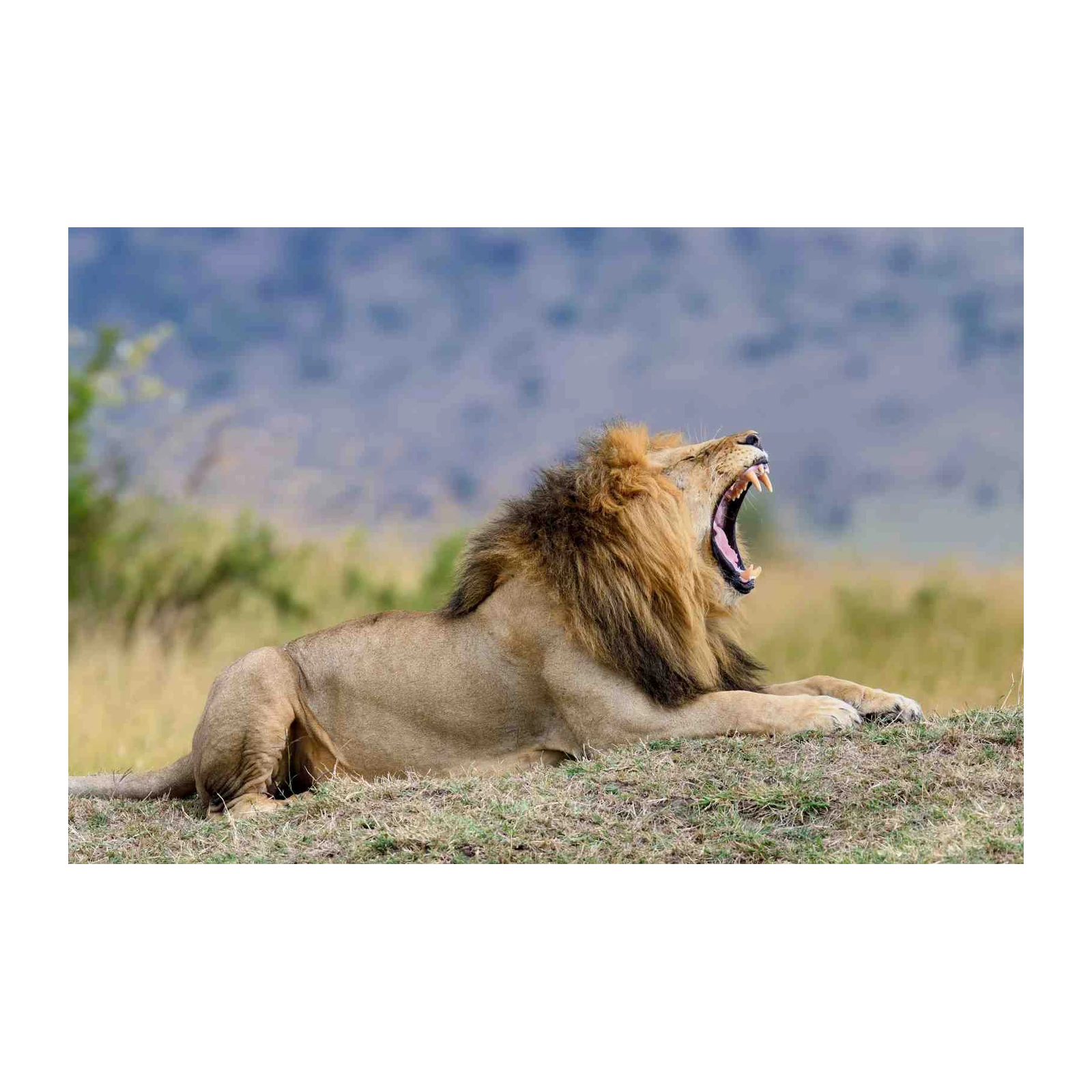 Majestic Lion Roar Wall Art Wall Art