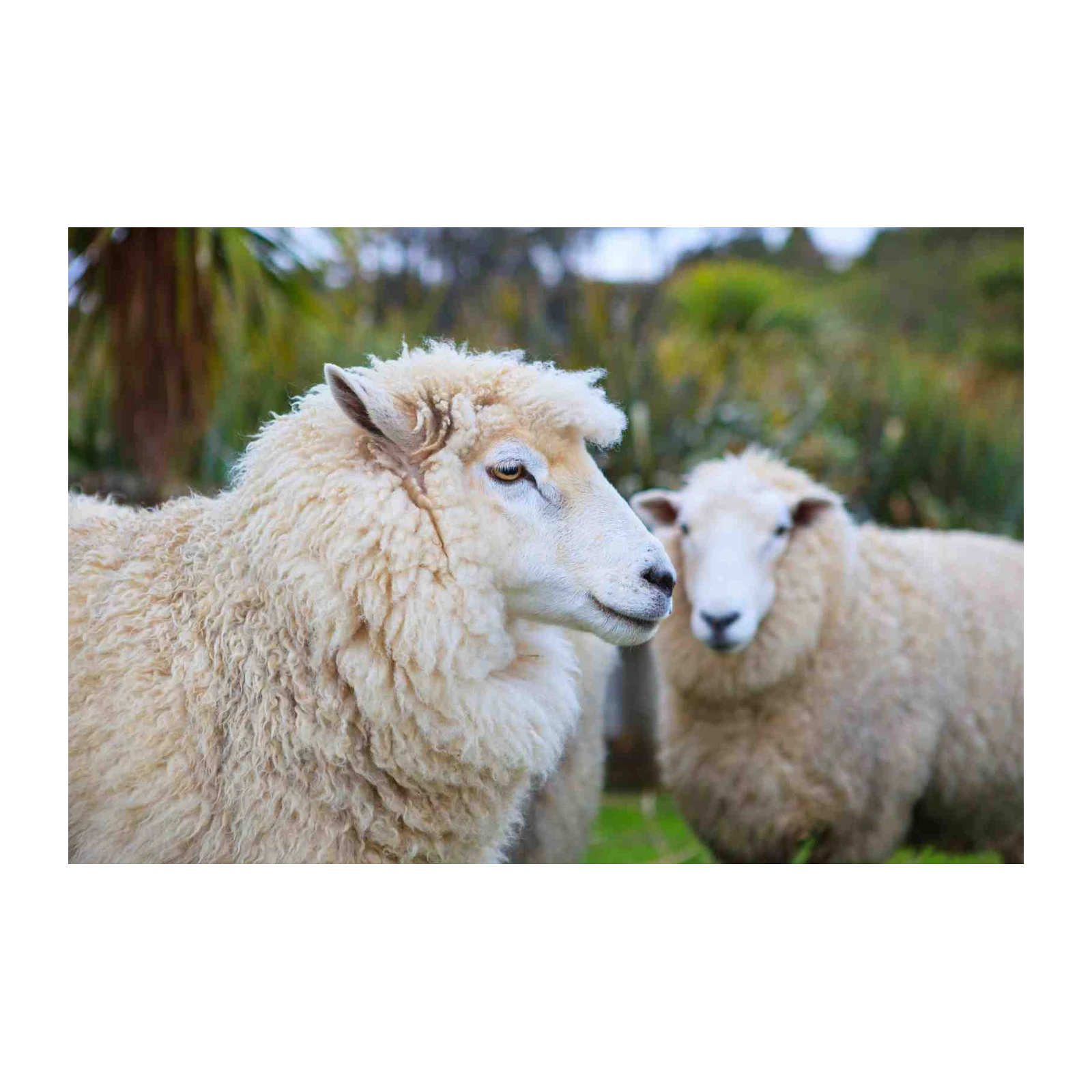 Cozy Sheep Farm Landscape Wall Art