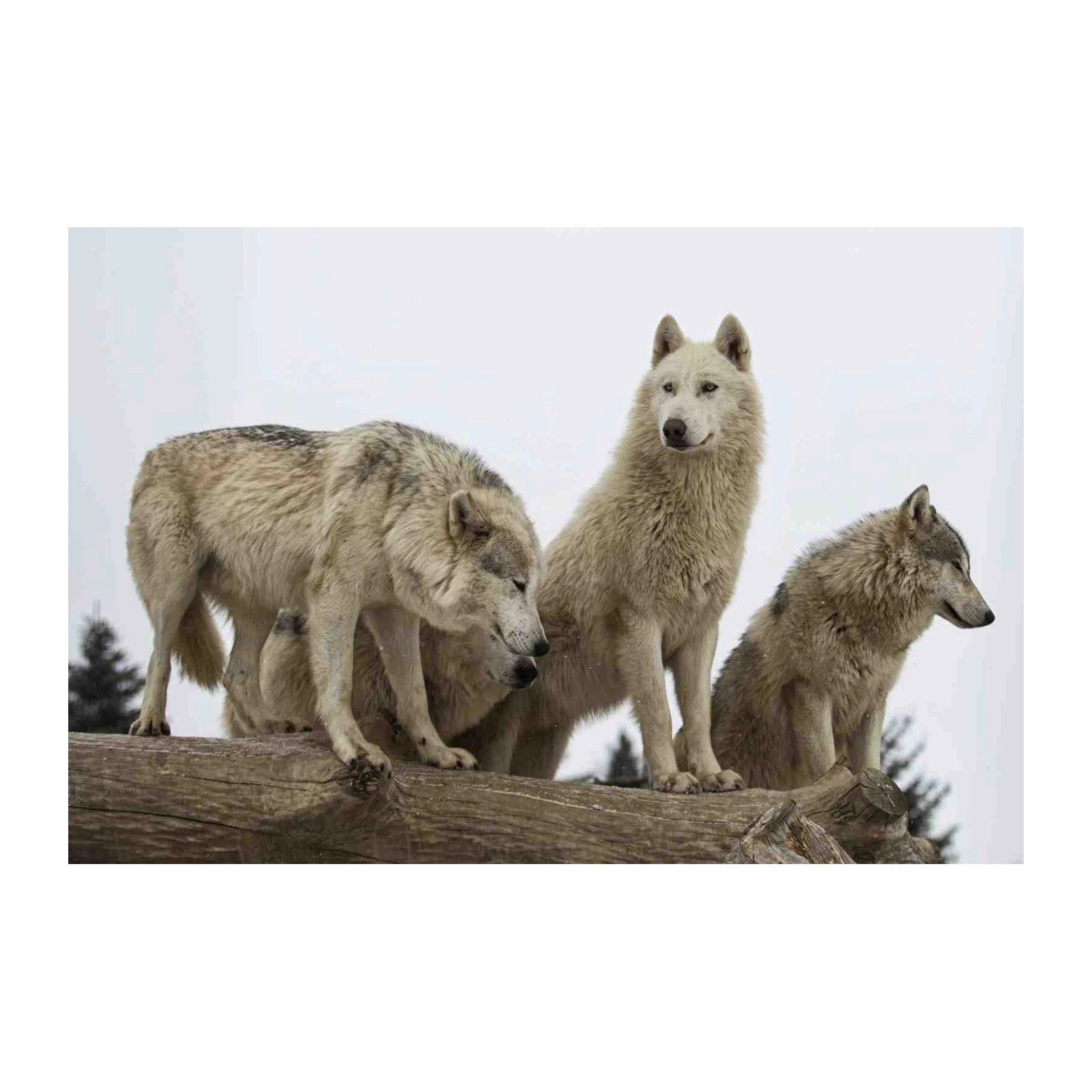 Majestic Wolf Pack Snow Forest Wall Art
