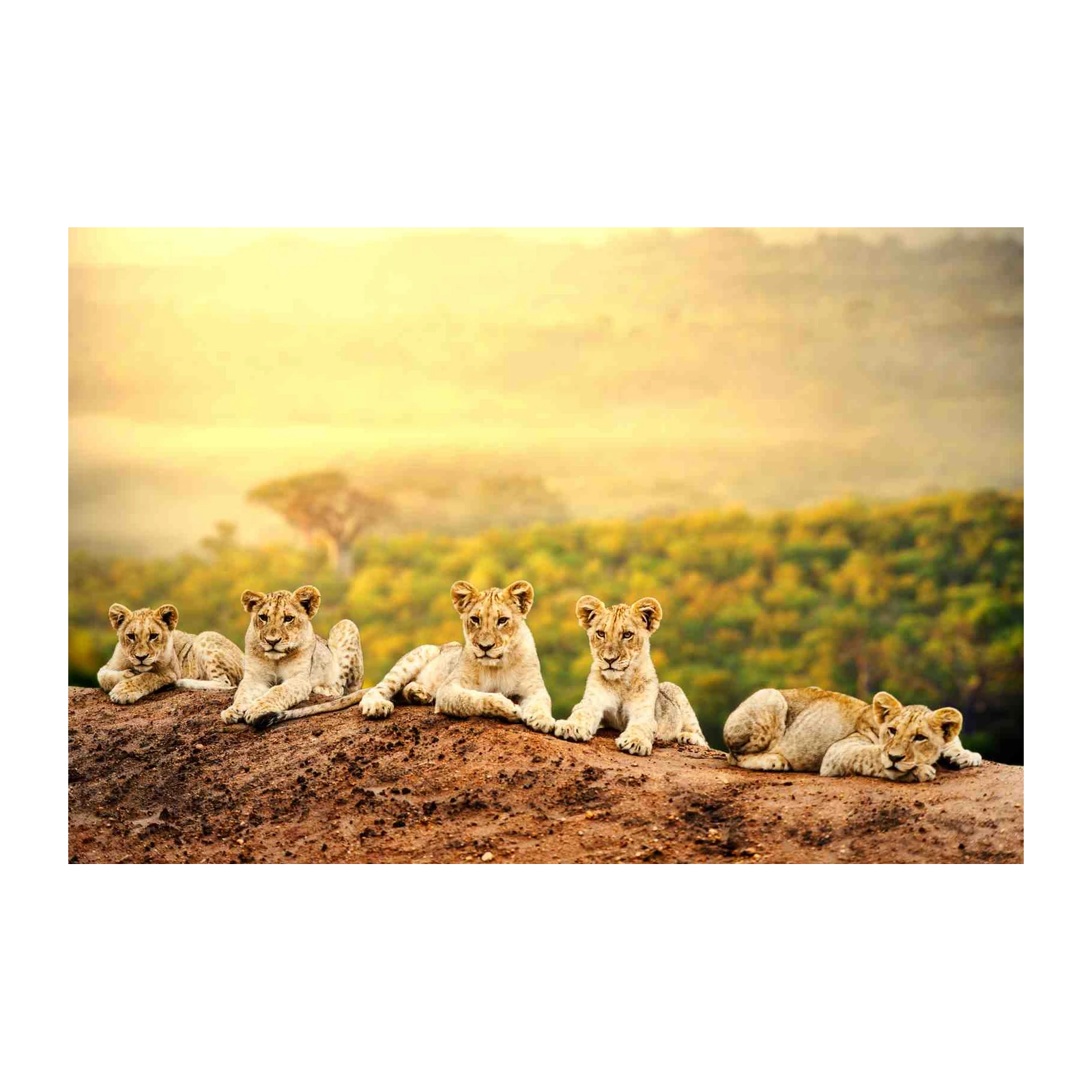 Adorable Lion Cubs Safari Wall Art