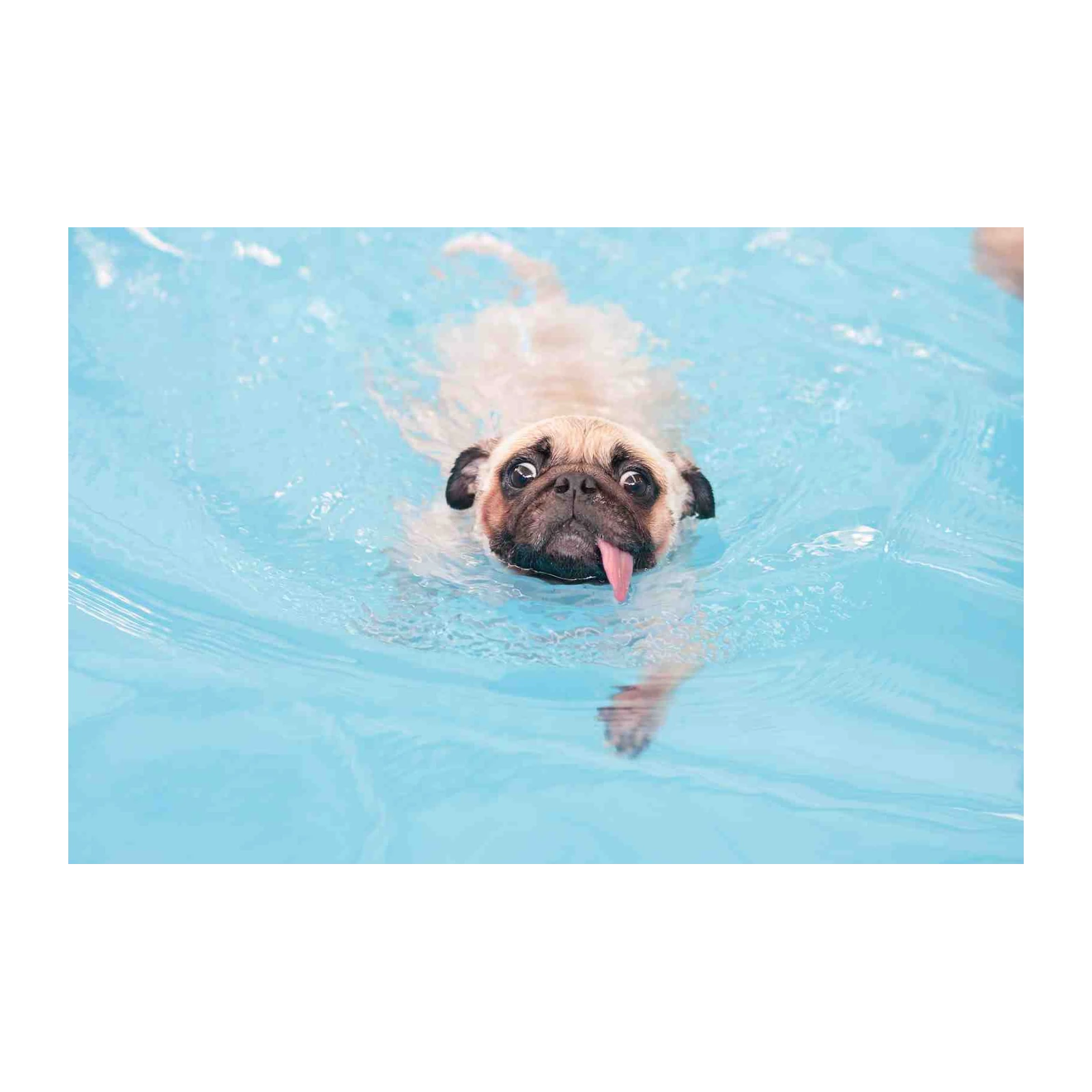 Funny Pug Swimming in Blue Pool Wall Art