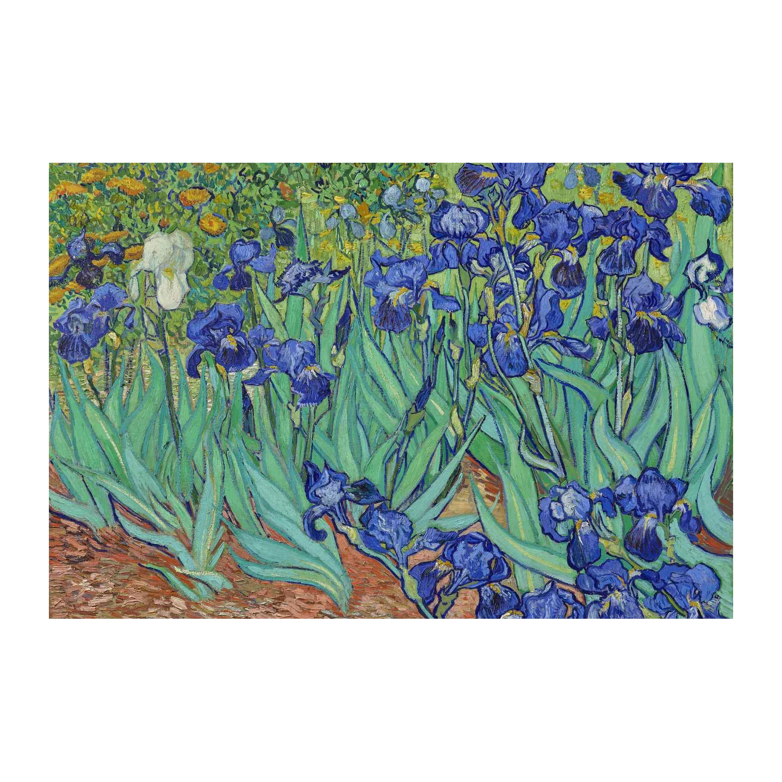Vibrant Irises Flower Garden Wall Art