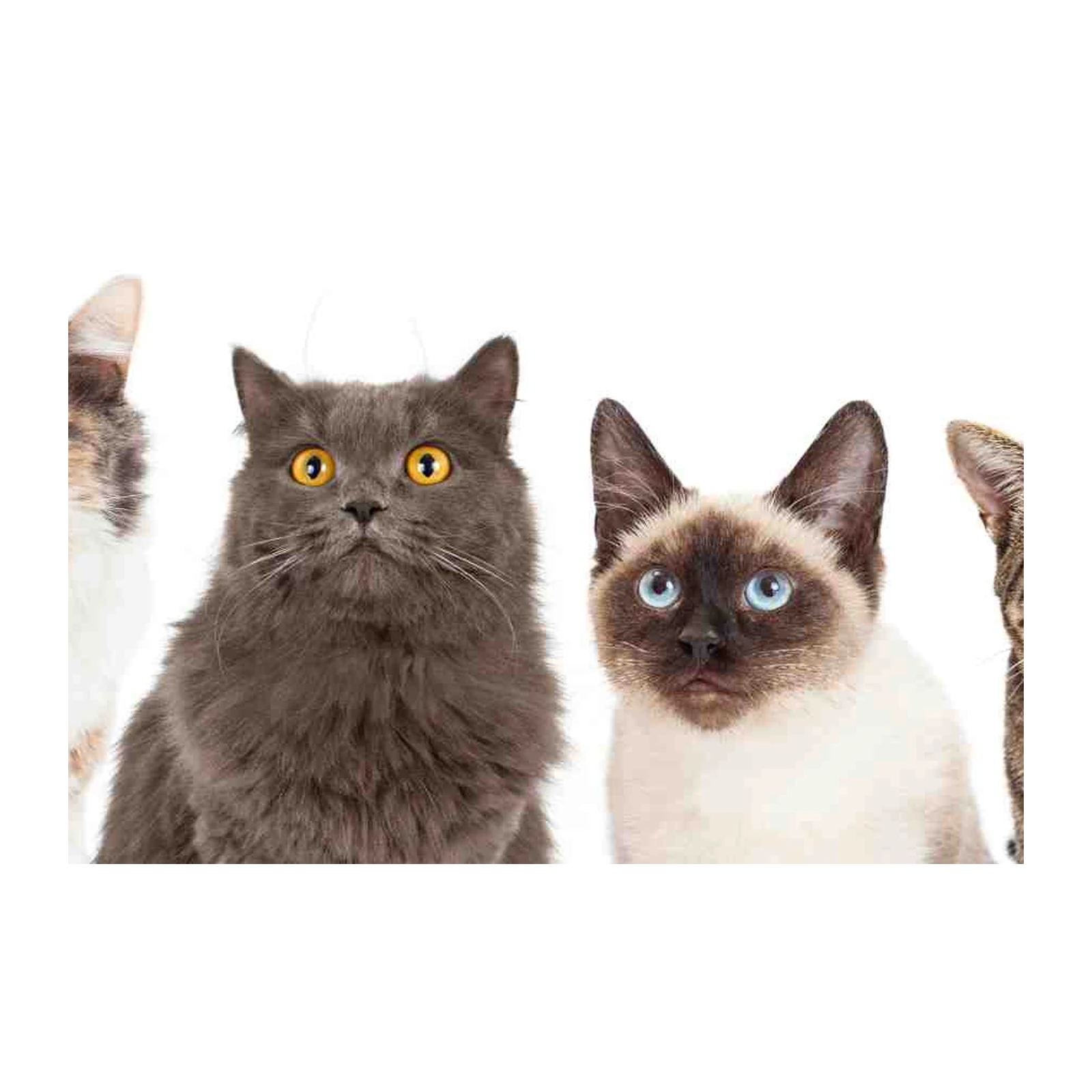 Four Adorable Cats Posed Wall Art