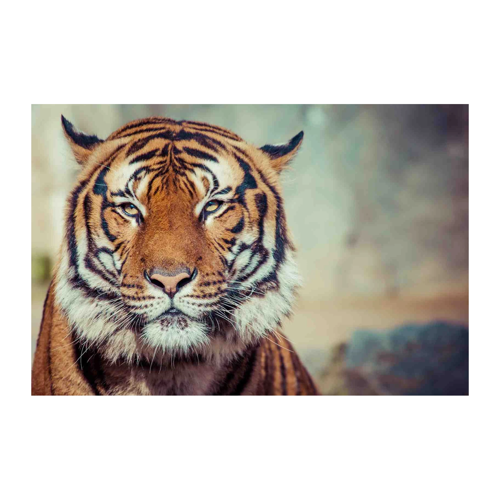Majestic Tiger Portrait Wall Art for Bold Decor