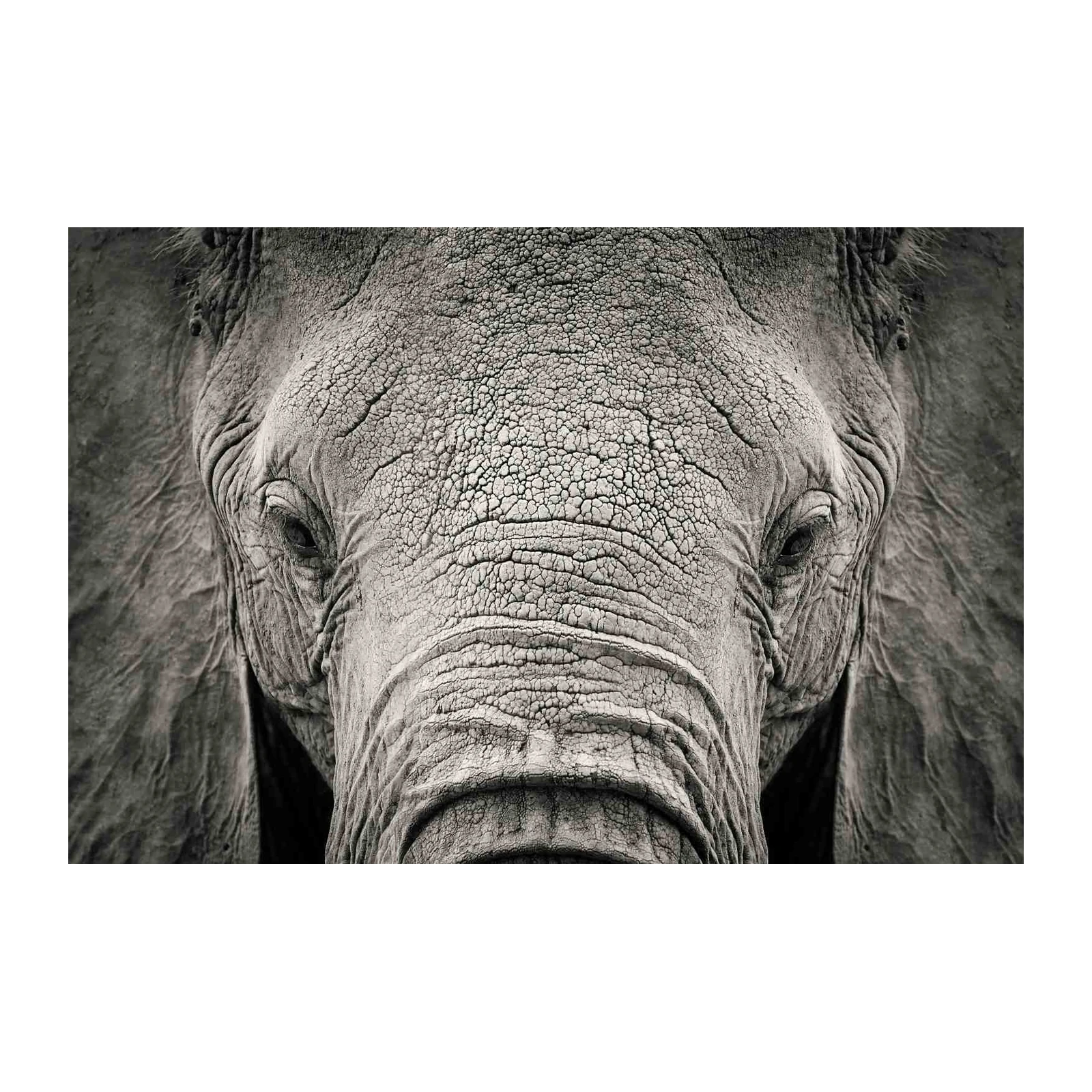 Majestic Elephant Portrait Wall Art - Wildlife Art