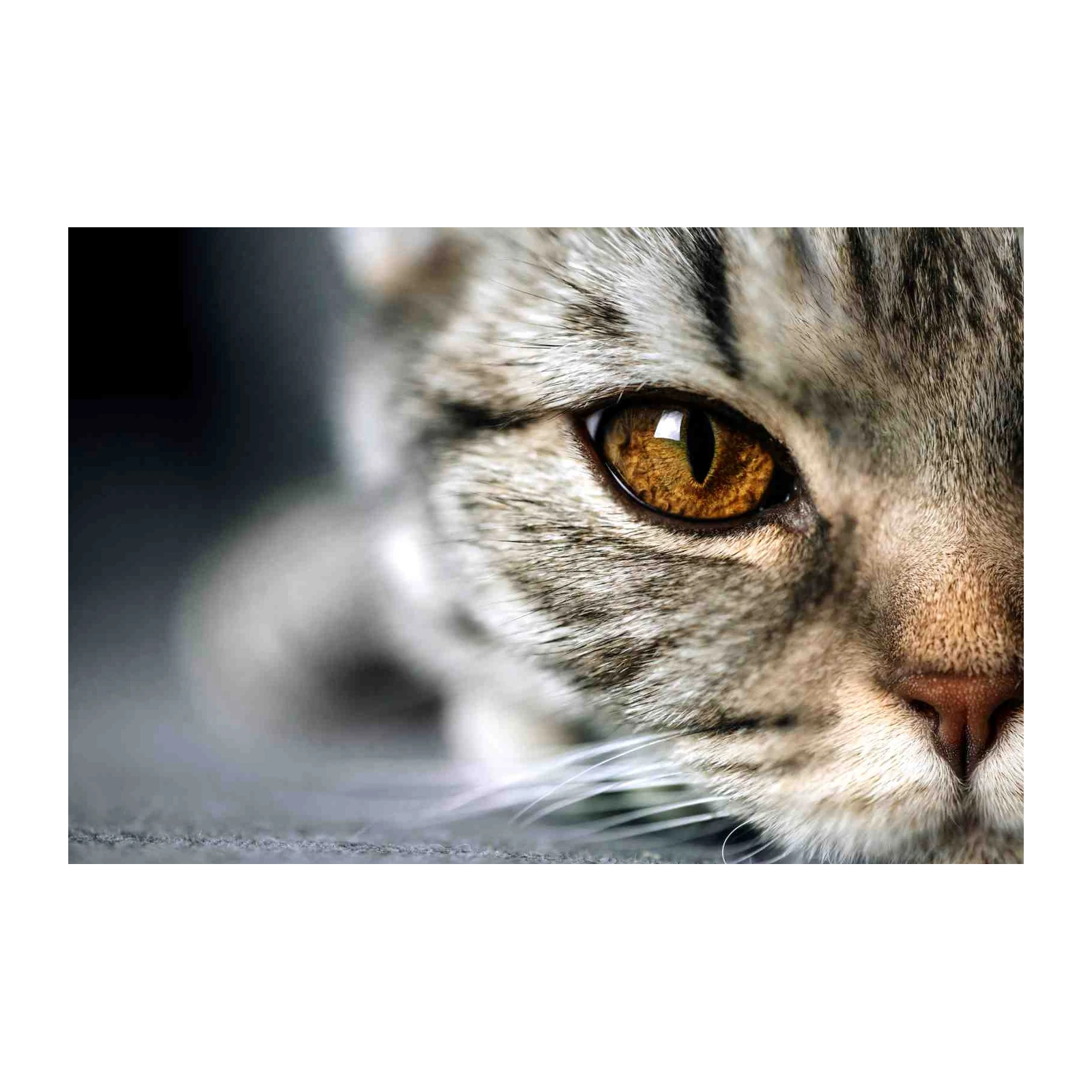 Majestic Cat Eye Close-up Wall Art