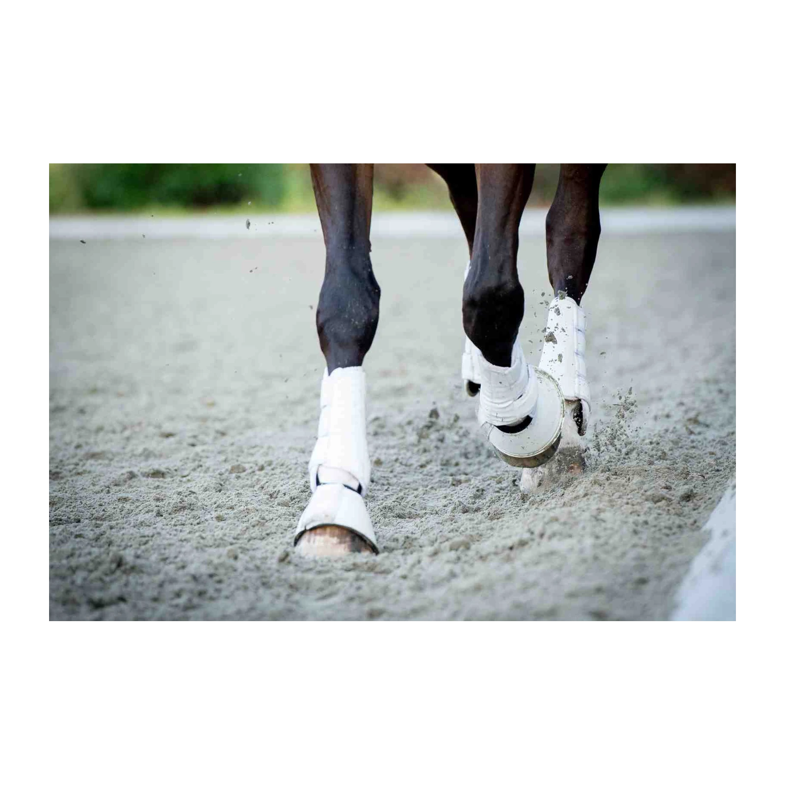 Majestic Horse Hooves Polo Wraps Wall Art