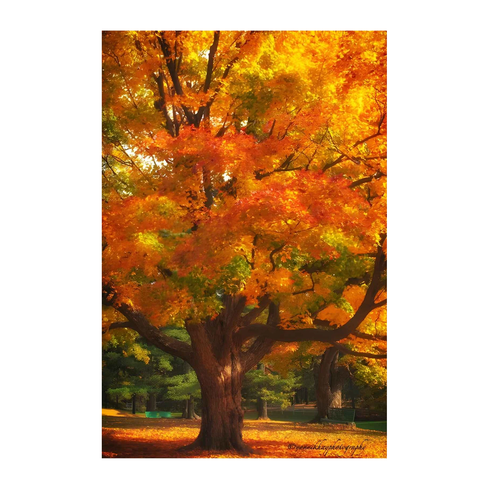 Vibrant Autumn Maple Tree Wall Art