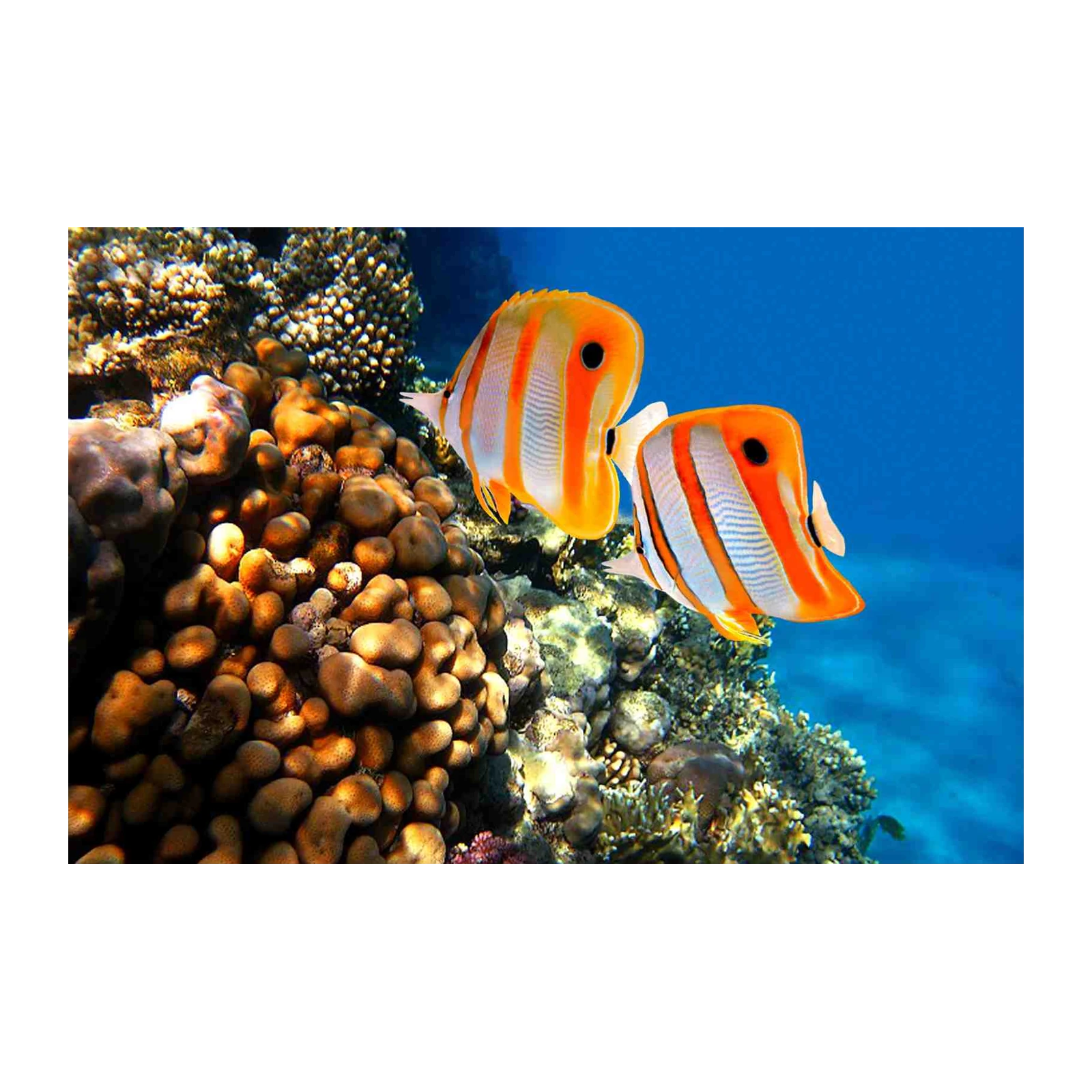 Vibrant Coral Reef Fish Wall Art