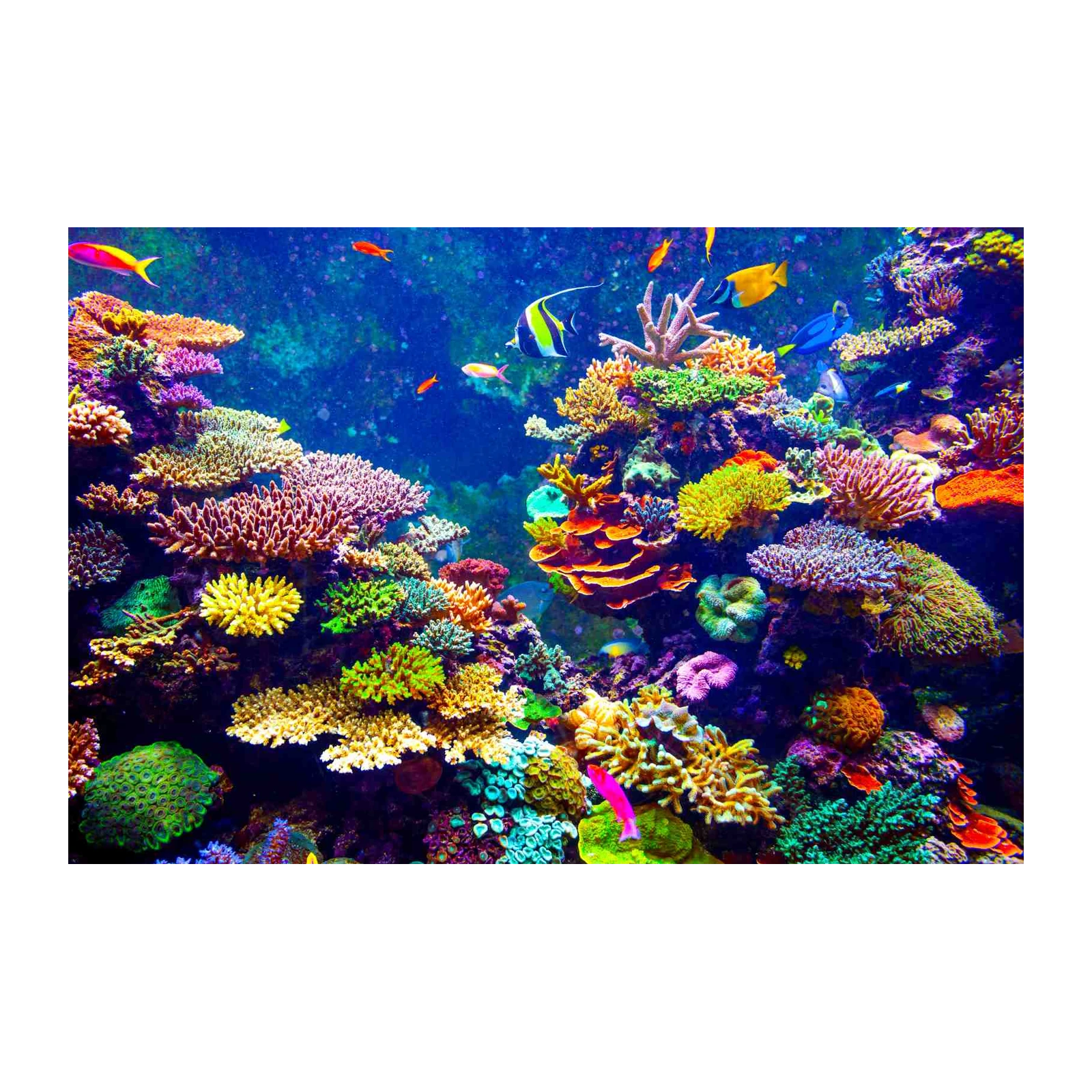 Vibrant Coral Reef Aquarium Wall Art