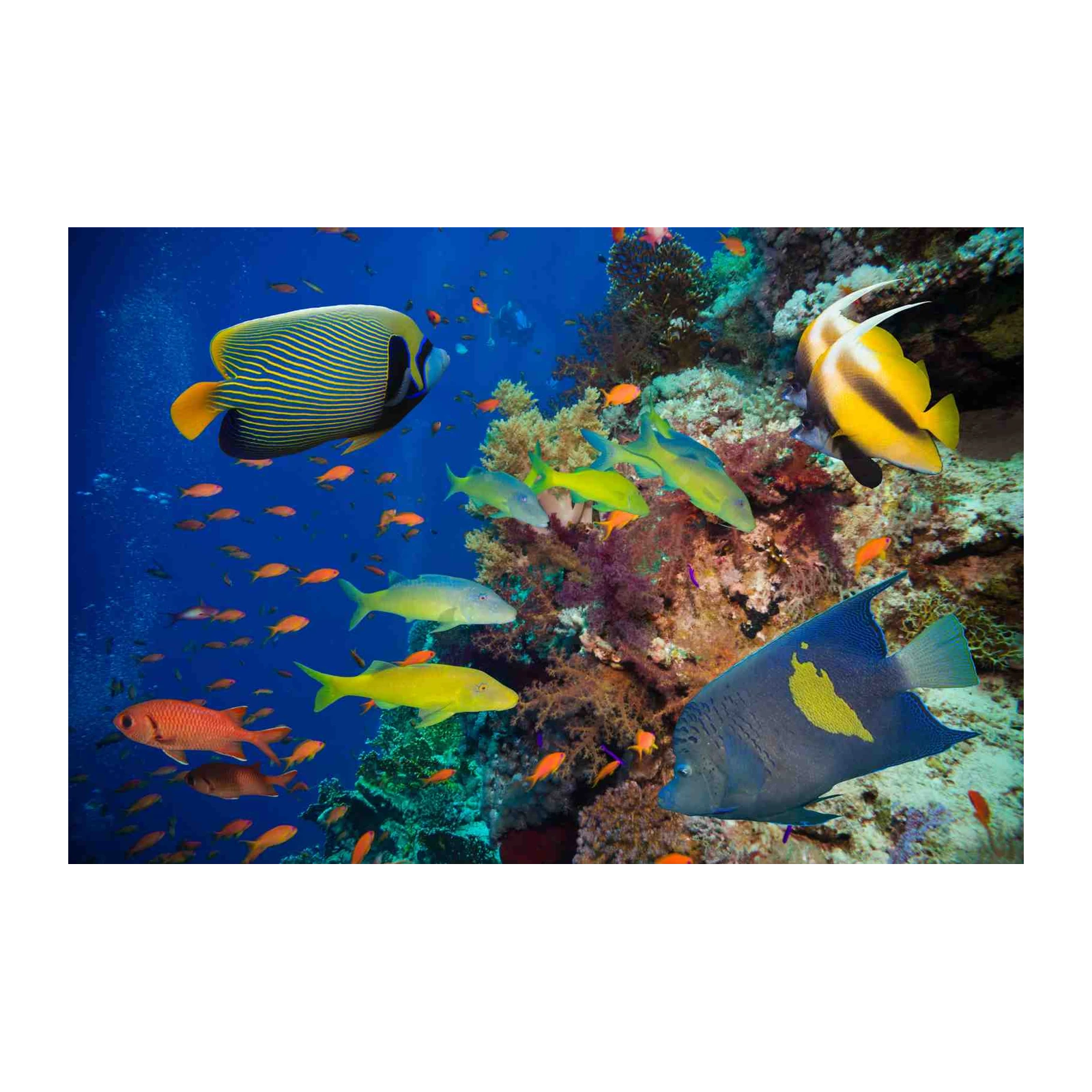 Vibrant Coral Reef Fish Wall Art