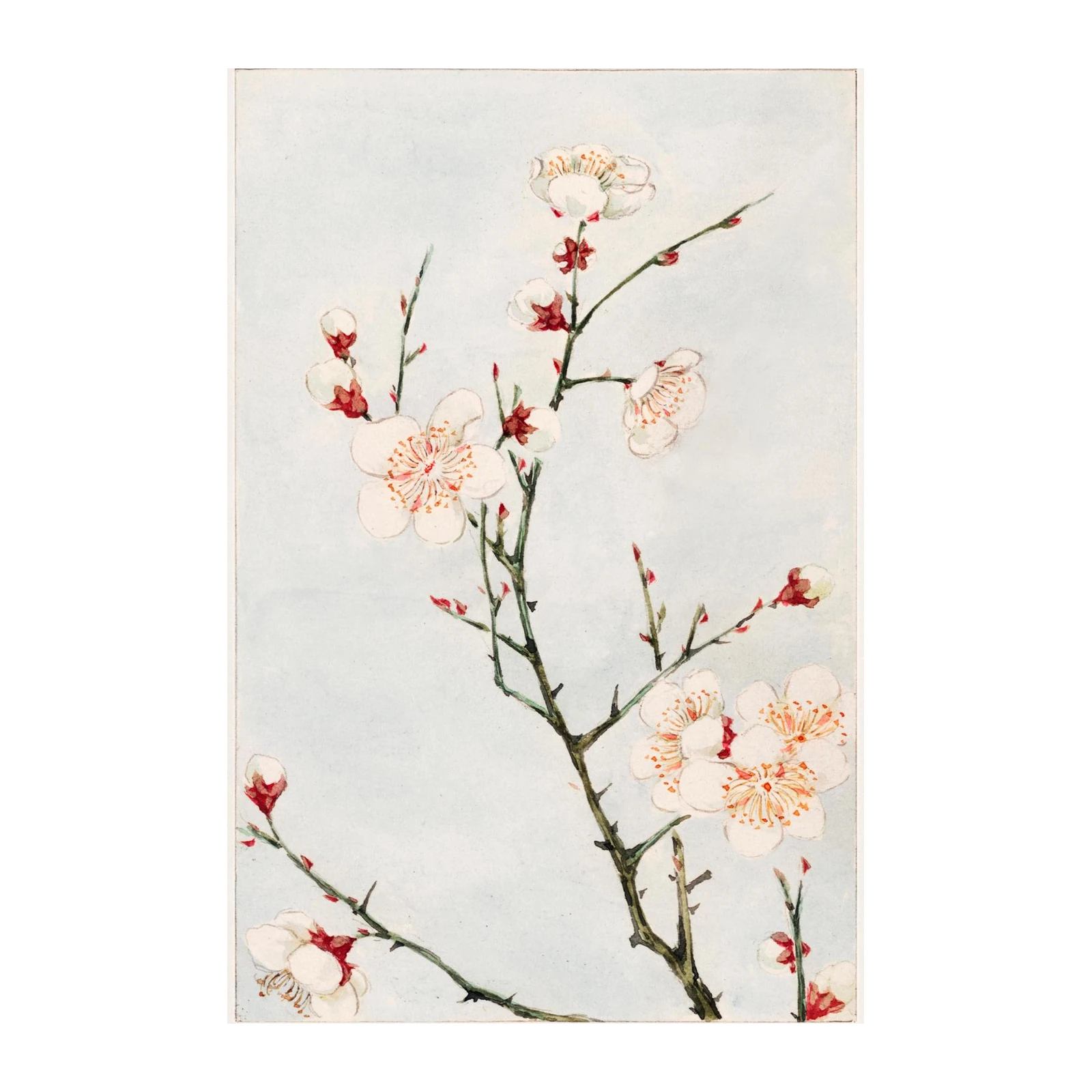 Elegant White Blossom Branch Wall Art