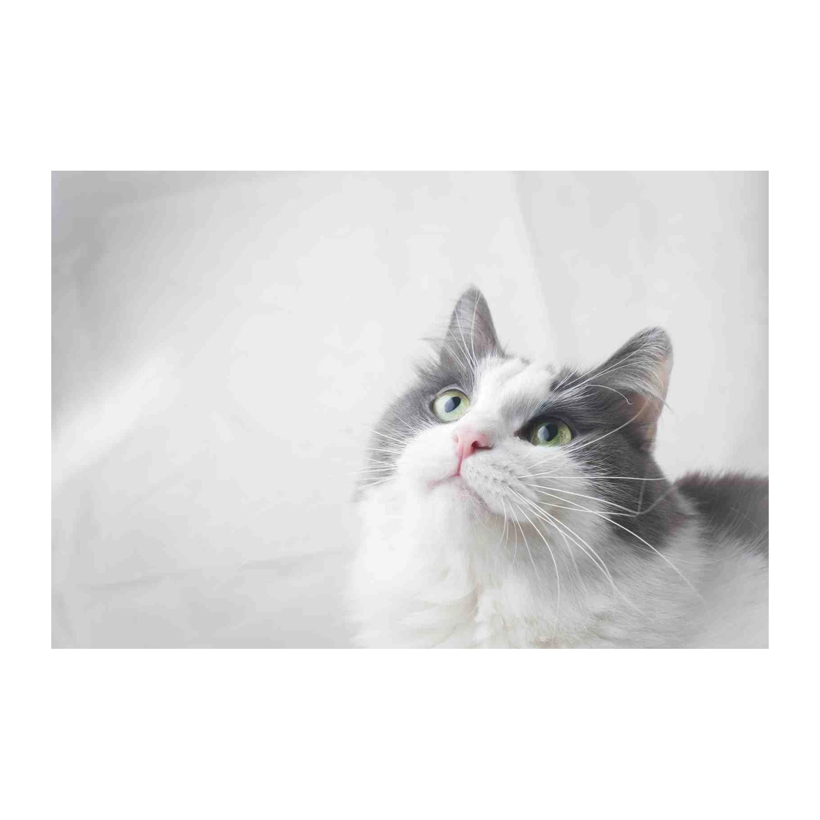 Whimsical Cat Portrait Wall Art