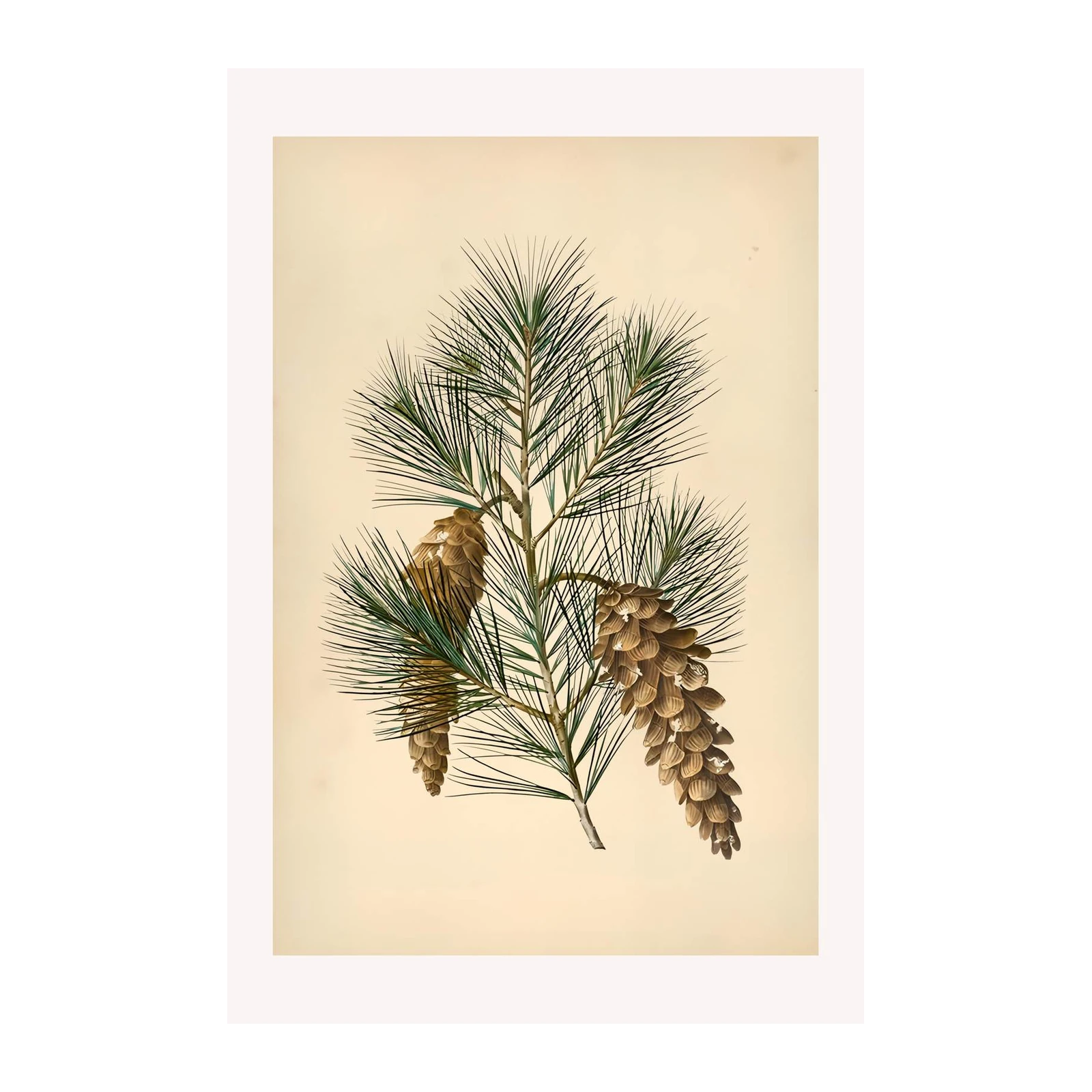 Vintage Pine Cones Botanical Art Wall Art